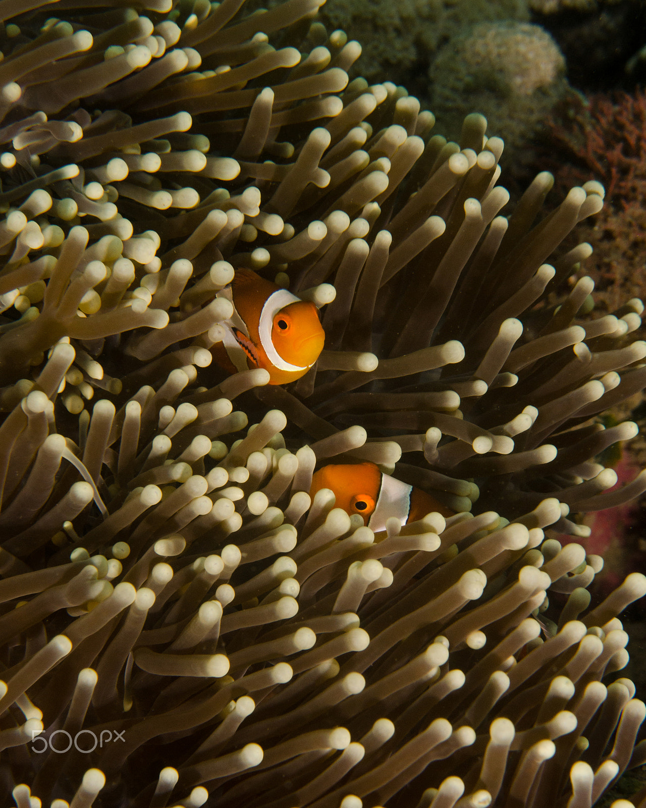 Nikon D7000 + Nikon AF-S Micro-Nikkor 60mm F2.8G ED sample photo. A pair of clownfish in an anemone photography