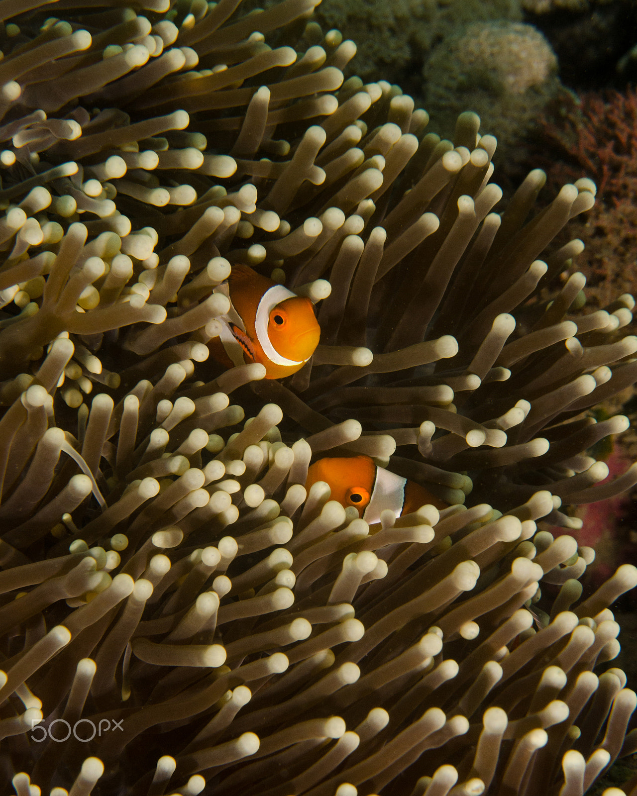 Nikon AF-S Micro-Nikkor 60mm F2.8G ED sample photo. A pair of clownfish in an anemone photography