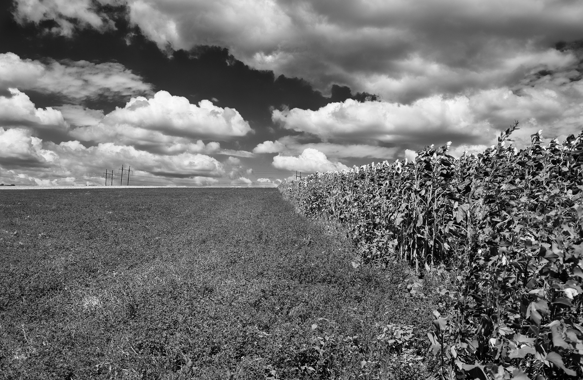 Canon EF 28-200mm F3.5-5.6 USM sample photo. Sunflowers field.. photography