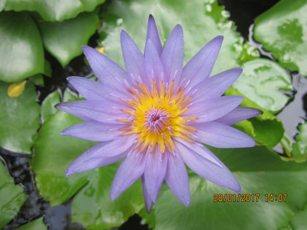 Canon PowerShot ELPH 100 HS (IXUS 115 HS / IXY 210F) sample Canon PowerShot ELPH 100 HS (IXUS 115 HS / IXY 210F) sample