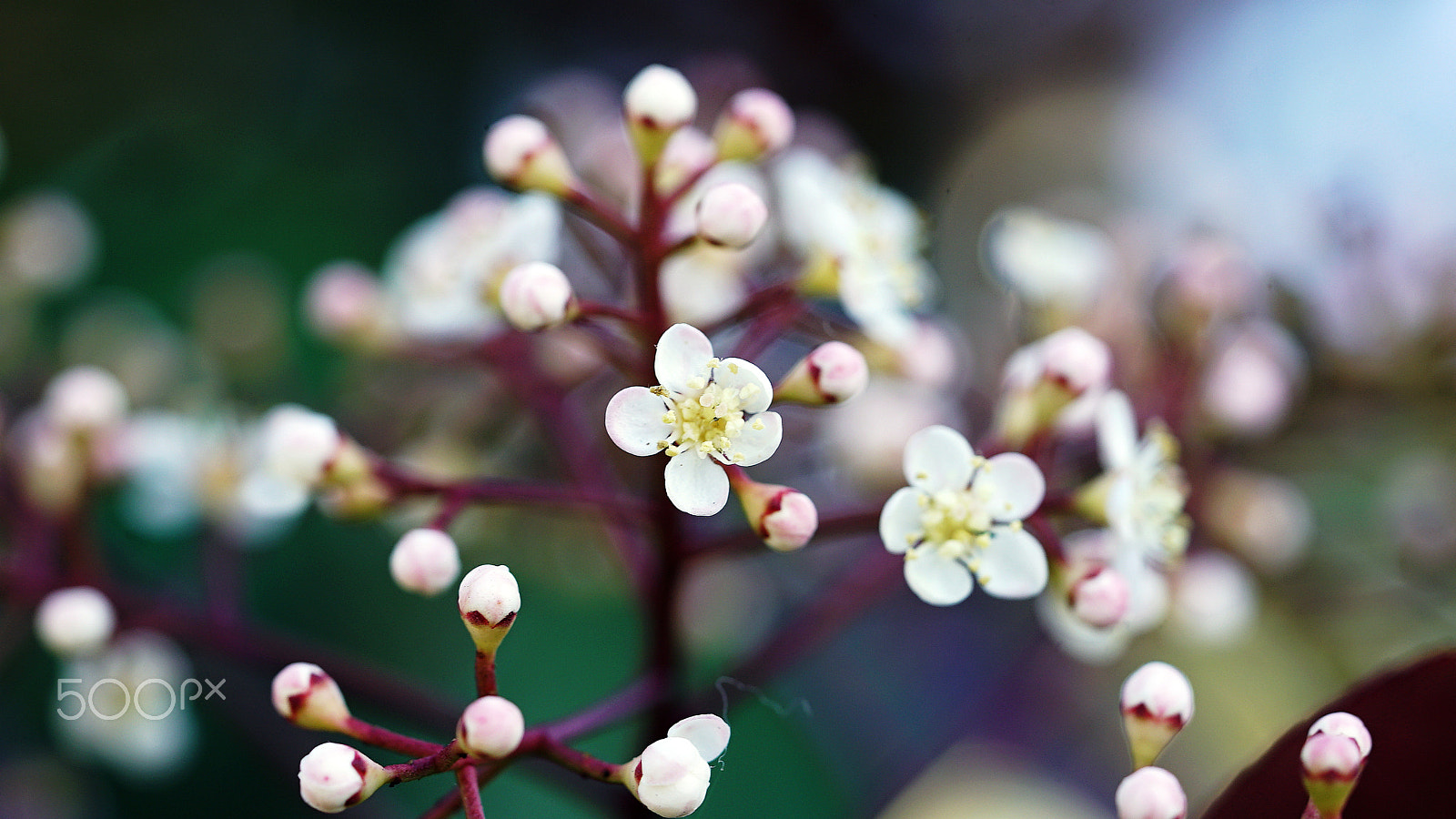 Sony a7S II + Sony FE 90mm F2.8 Macro G OSS sample photo. Until the end of time photography