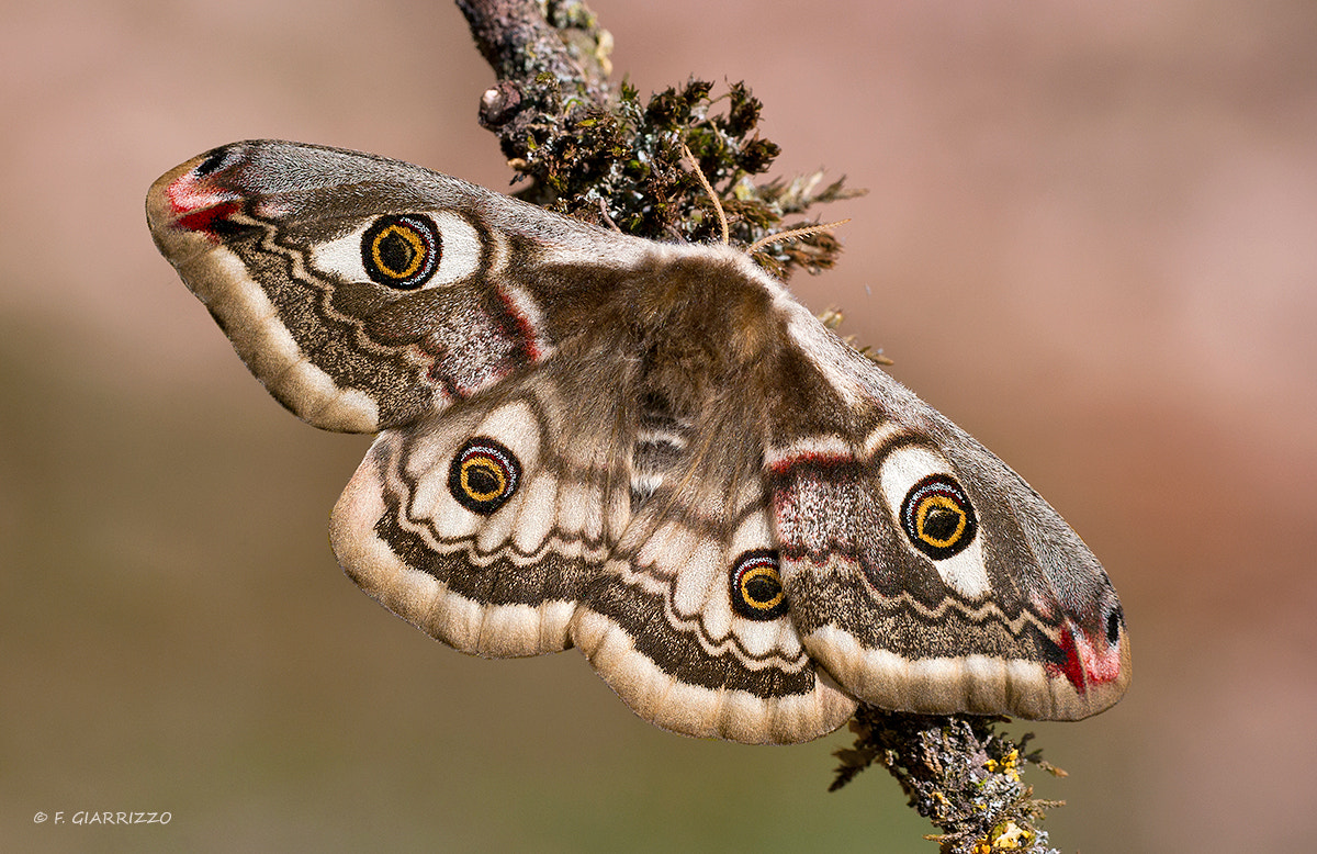 Small Emperor moth by Fabio Giarrizzo / 500px