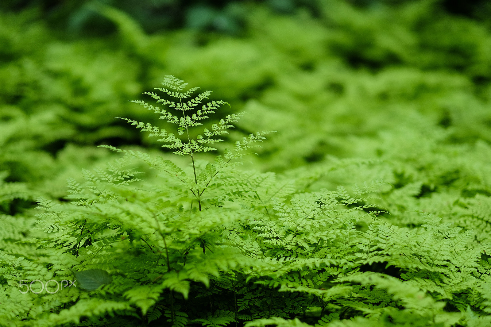 Fujifilm XF 56mm F1.2 R APD sample photo. Green photography