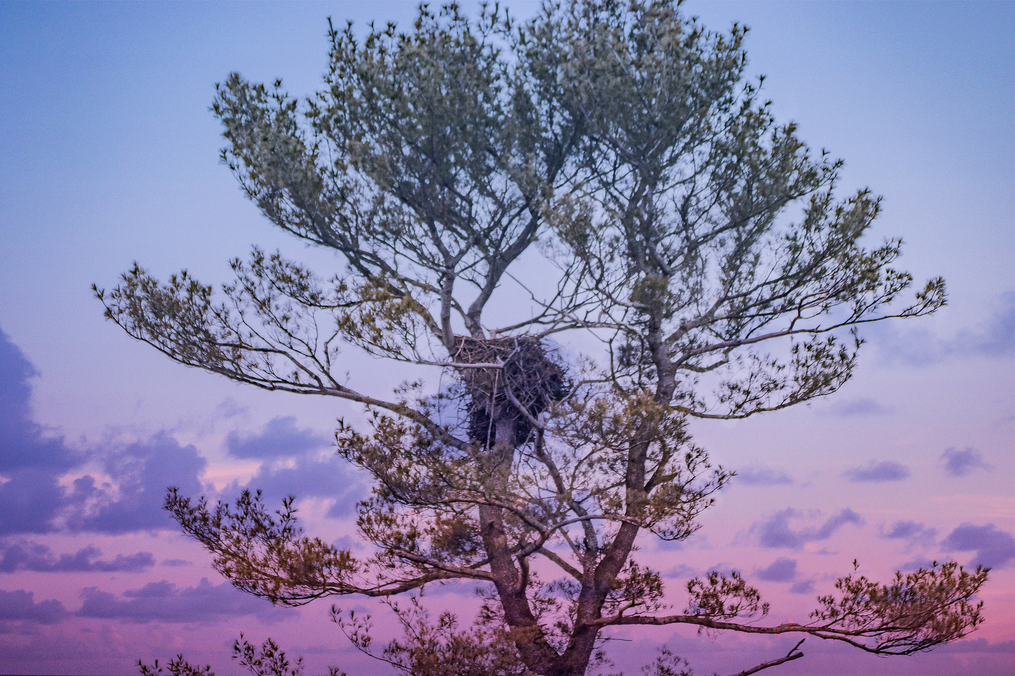 Sigma 150-500mm F5-6.3 DG OS HSM sample photo. Eagles nest photography
