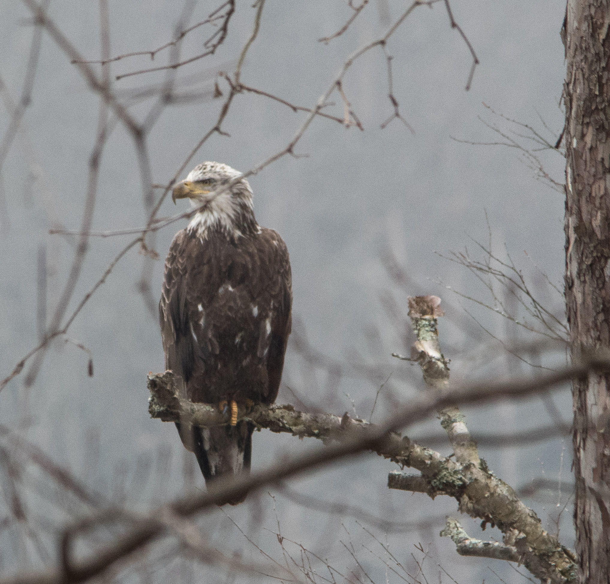 Sigma 150-500mm F5-6.3 DG OS HSM sample photo. Young bald eagle photography