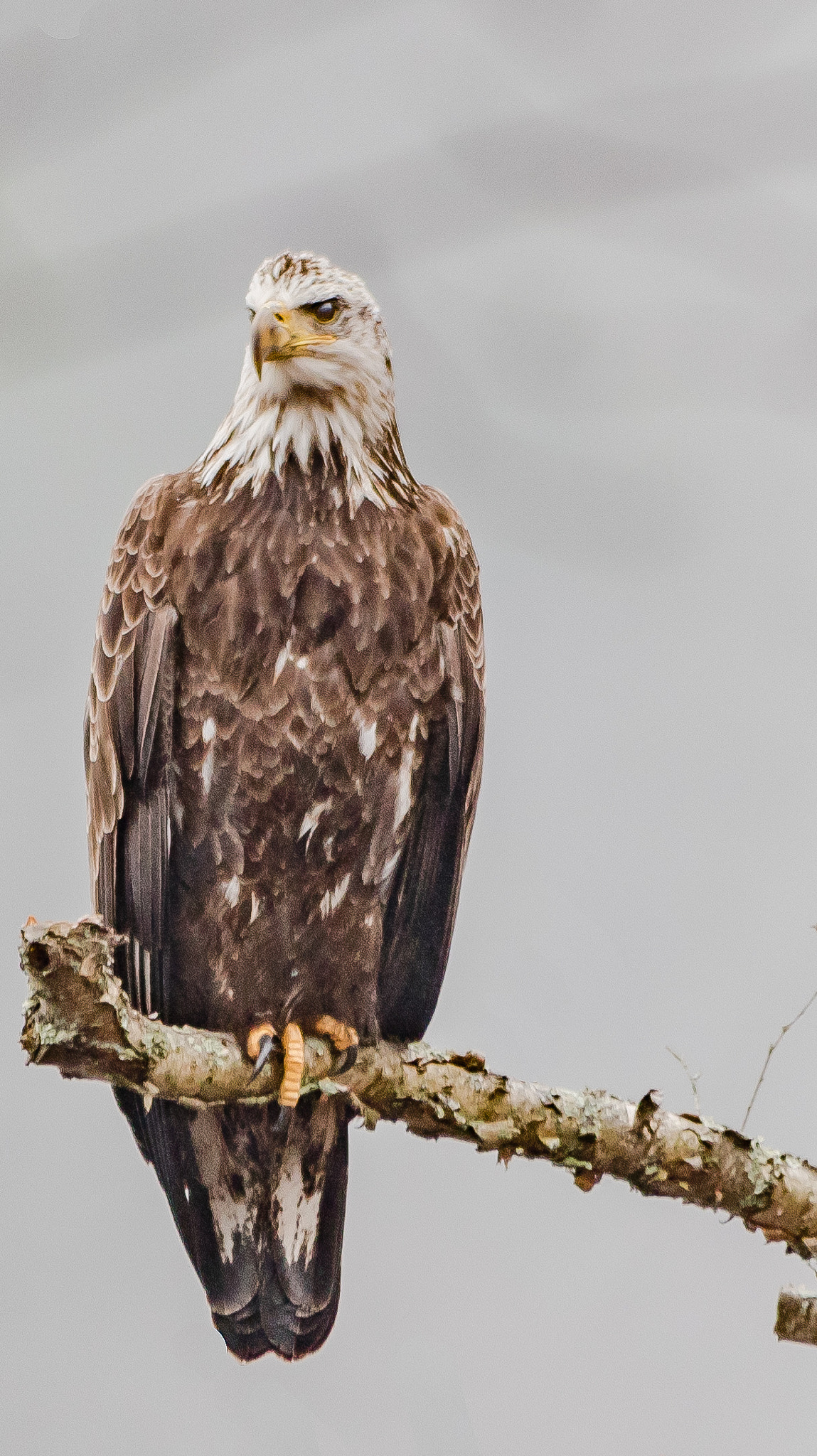 Sigma 150-500mm F5-6.3 DG OS HSM sample photo. Immature bald eagle photography