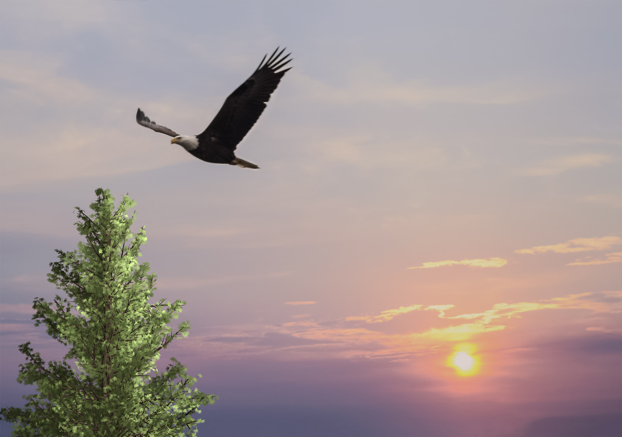 Sigma 150-500mm F5-6.3 DG OS HSM sample photo. Bald eagle edit with sky and tree photography