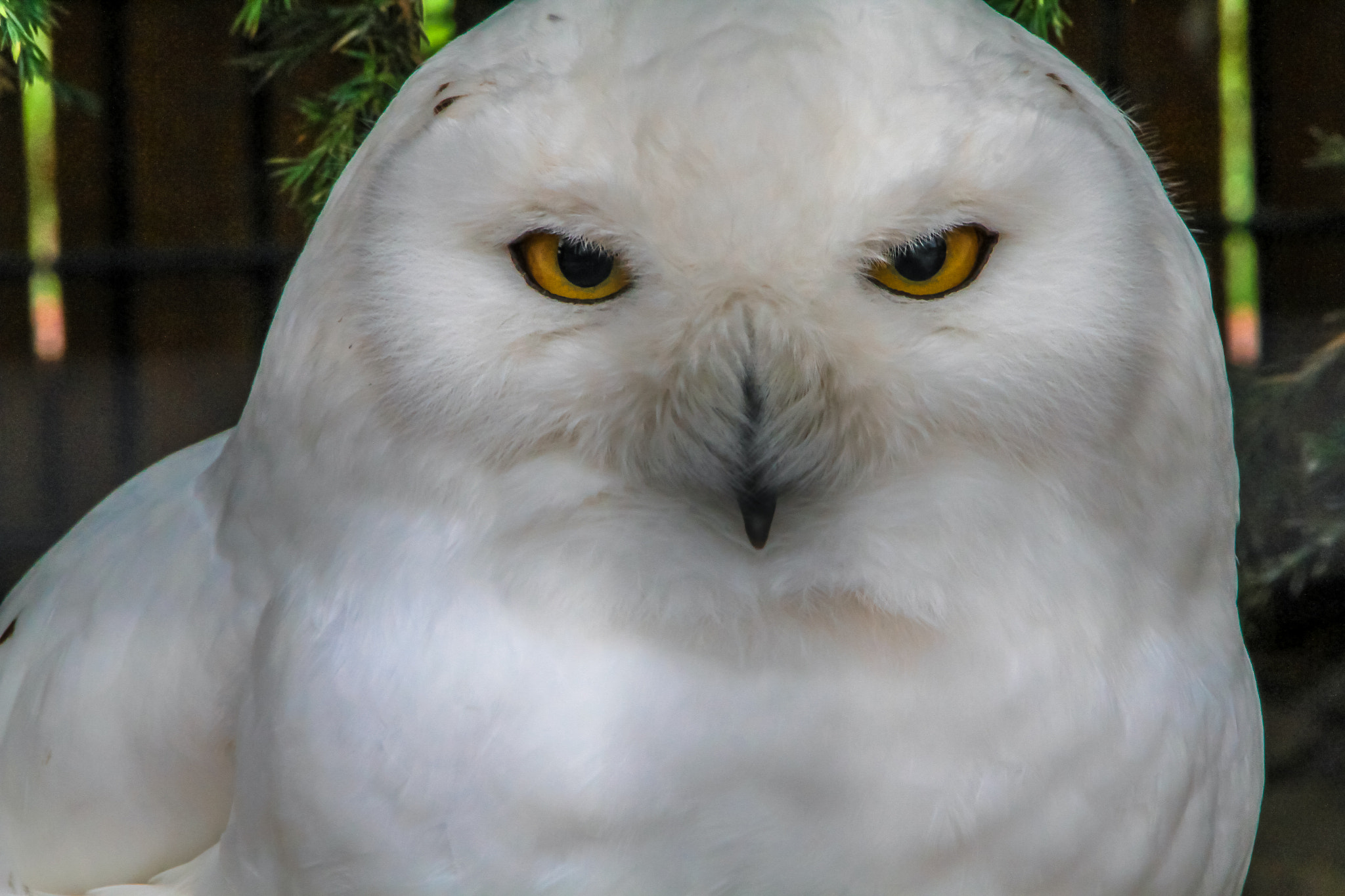Sigma 150-500mm F5-6.3 DG OS HSM sample photo. Owl staredown photography