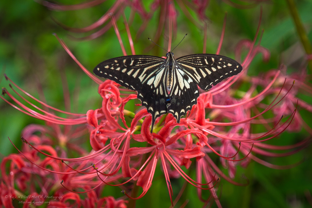 Olympus OM-D E-M5 sample photo. Swallowtail photography