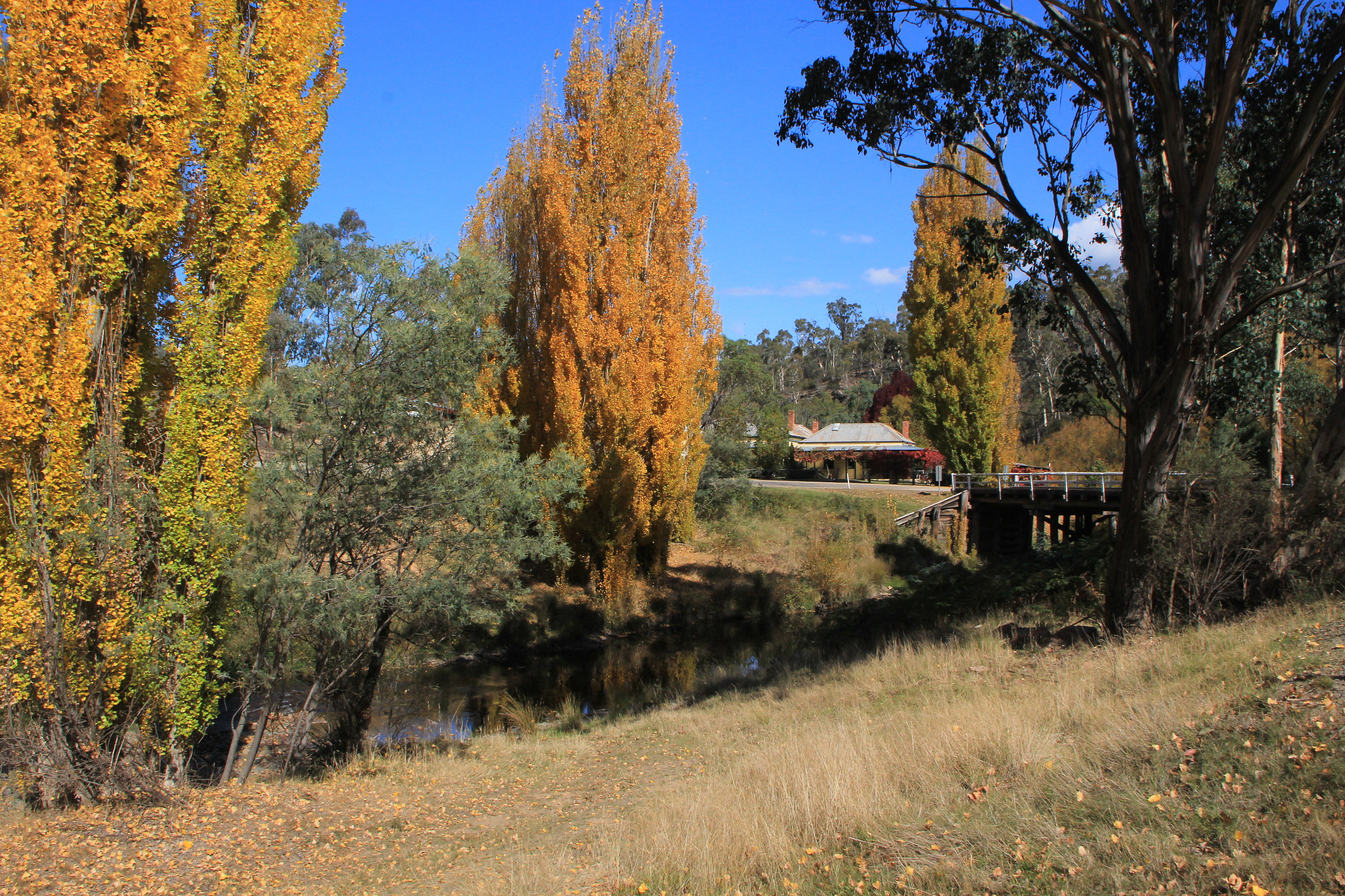Canon EOS 60D sample photo. Autumn in cobungra photography