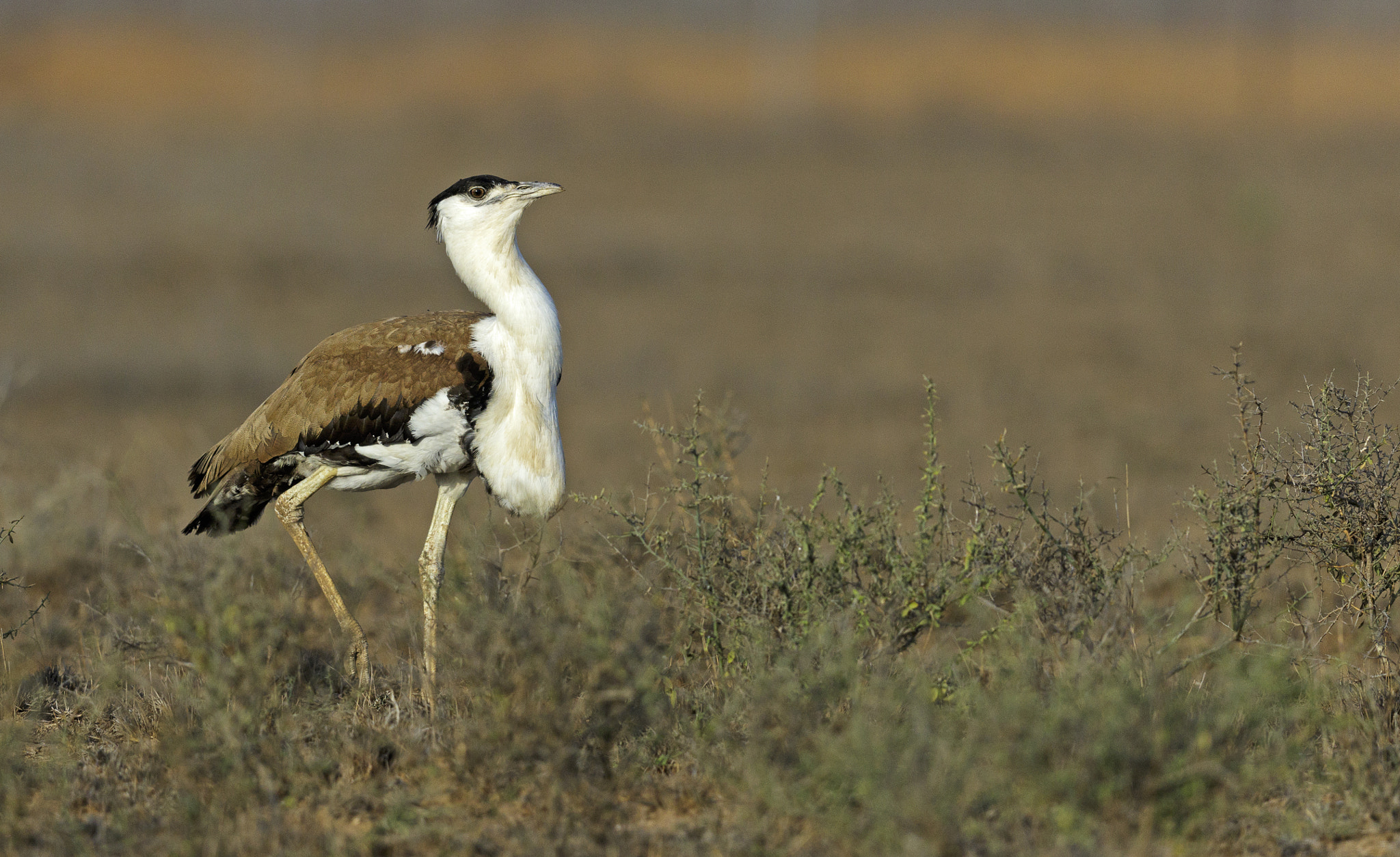 Canon EOS 7D Mark II + Canon EF 600mm F4L IS II USM sample photo. The great indian bustard king of grass land photography