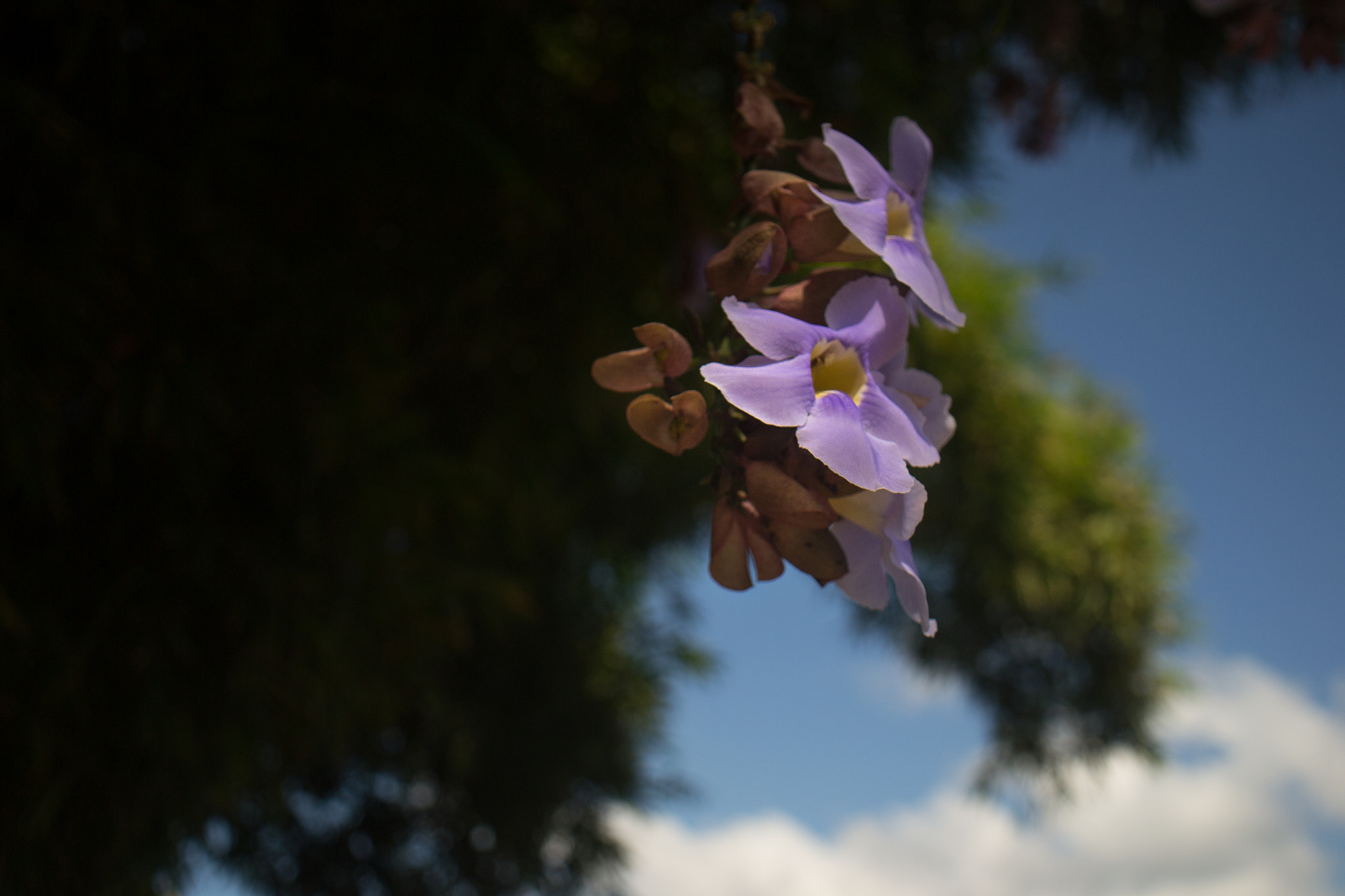 Sigma 18-50mm F2.8-4.5 DC OS HSM sample photo. Dsc photography
