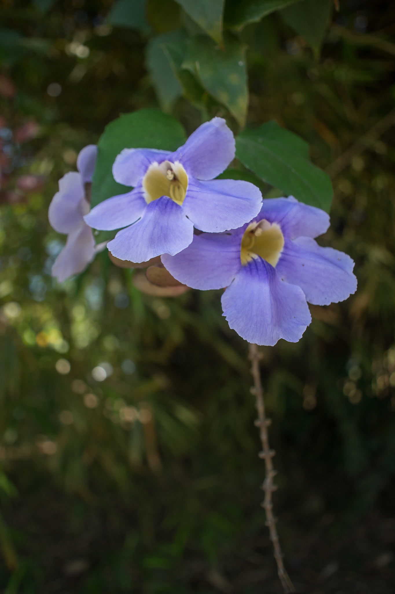 Sigma 18-50mm F2.8-4.5 DC OS HSM sample photo. Dsc photography