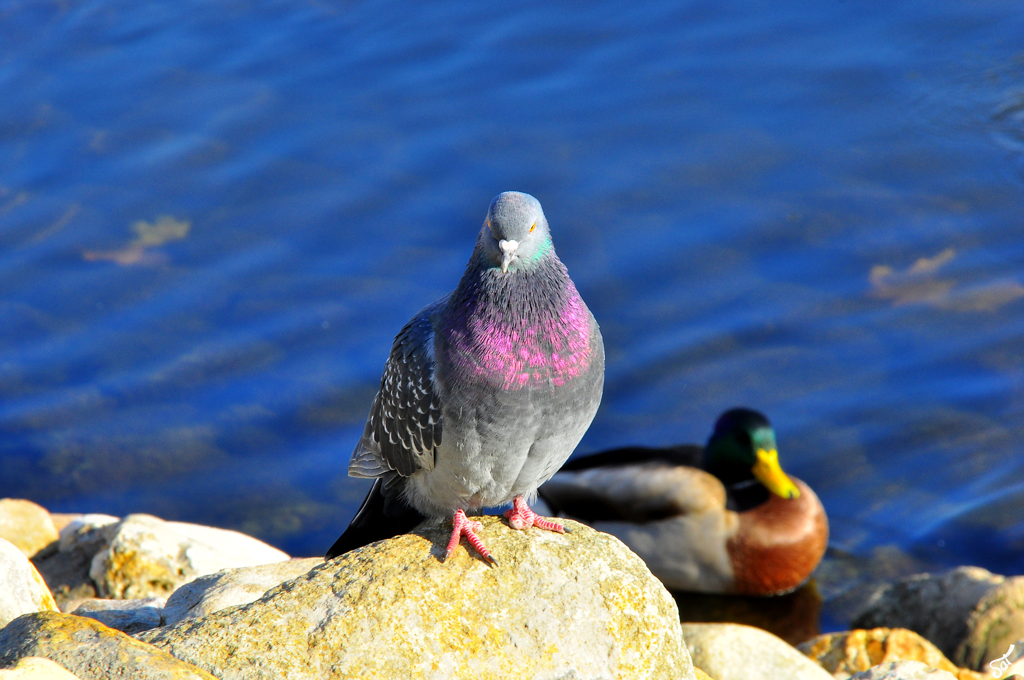 Sigma 18-200mm F3.5-6.3 DC OS HSM sample photo. The birdieguard photography