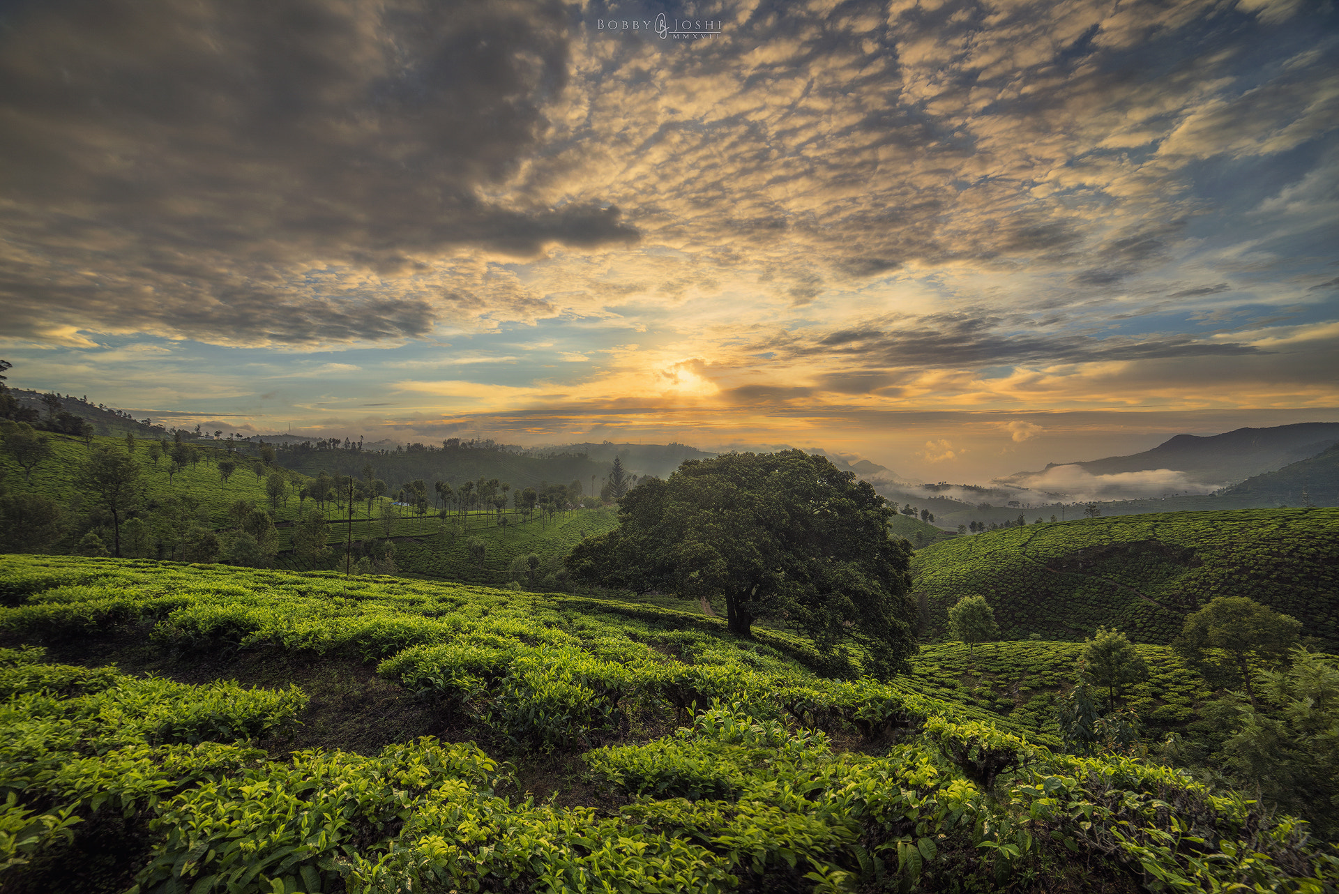 Samyang 14mm F2.8 ED AS IF UMC sample photo. Tea garden of kotagiri photography