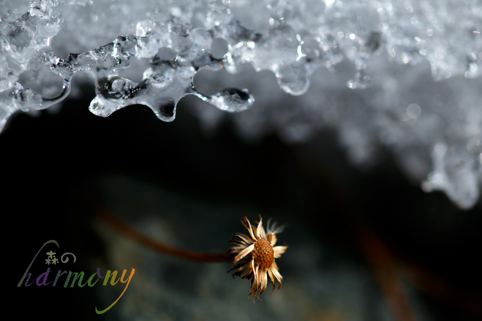 Canon EOS 6D + Tamron SP AF 90mm F2.8 Di Macro sample photo. Thinking about the flower season photography