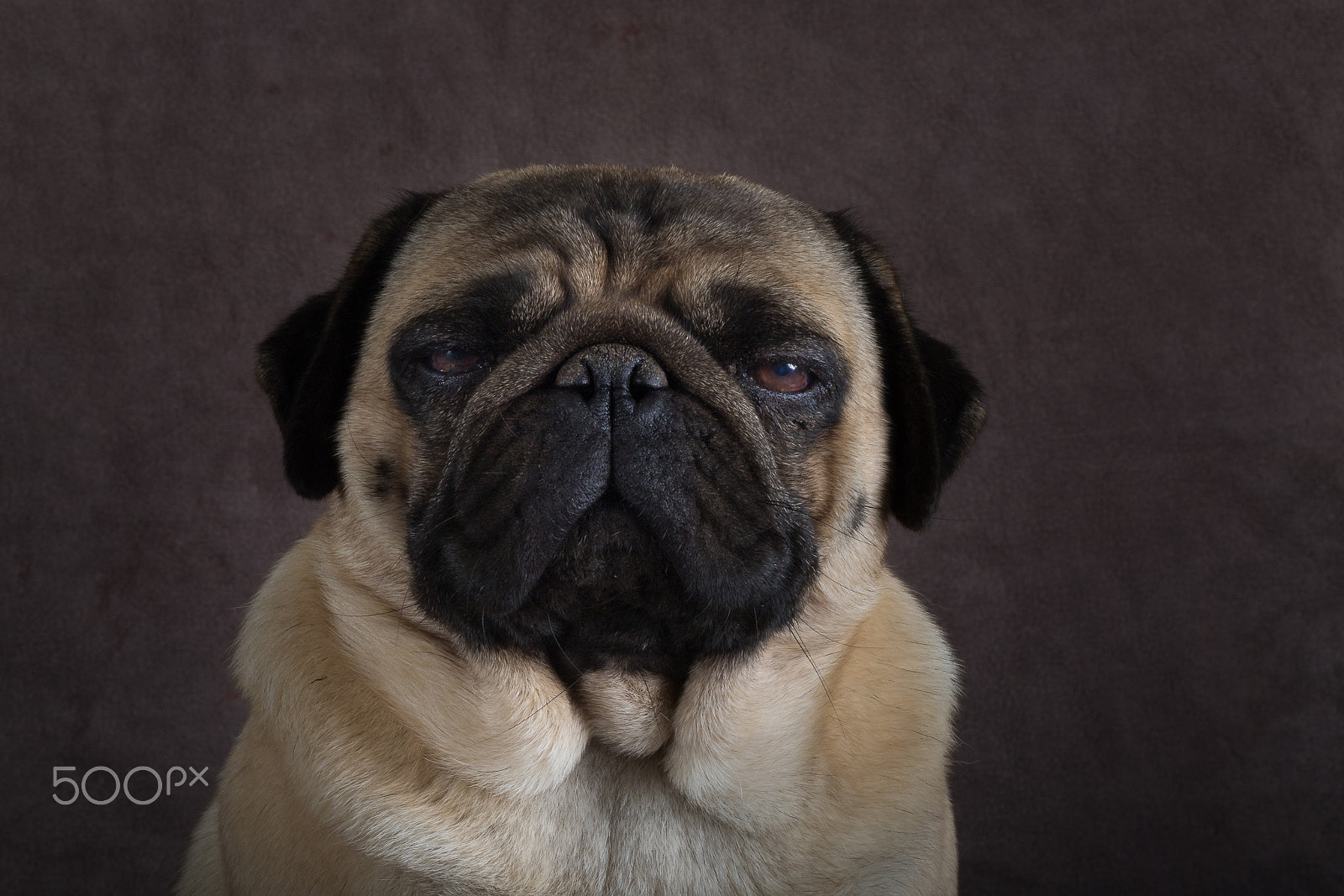 Canon EOS 7D Mark II + Canon EF 50mm F1.8 II sample photo. What the pug are you looking at? photography