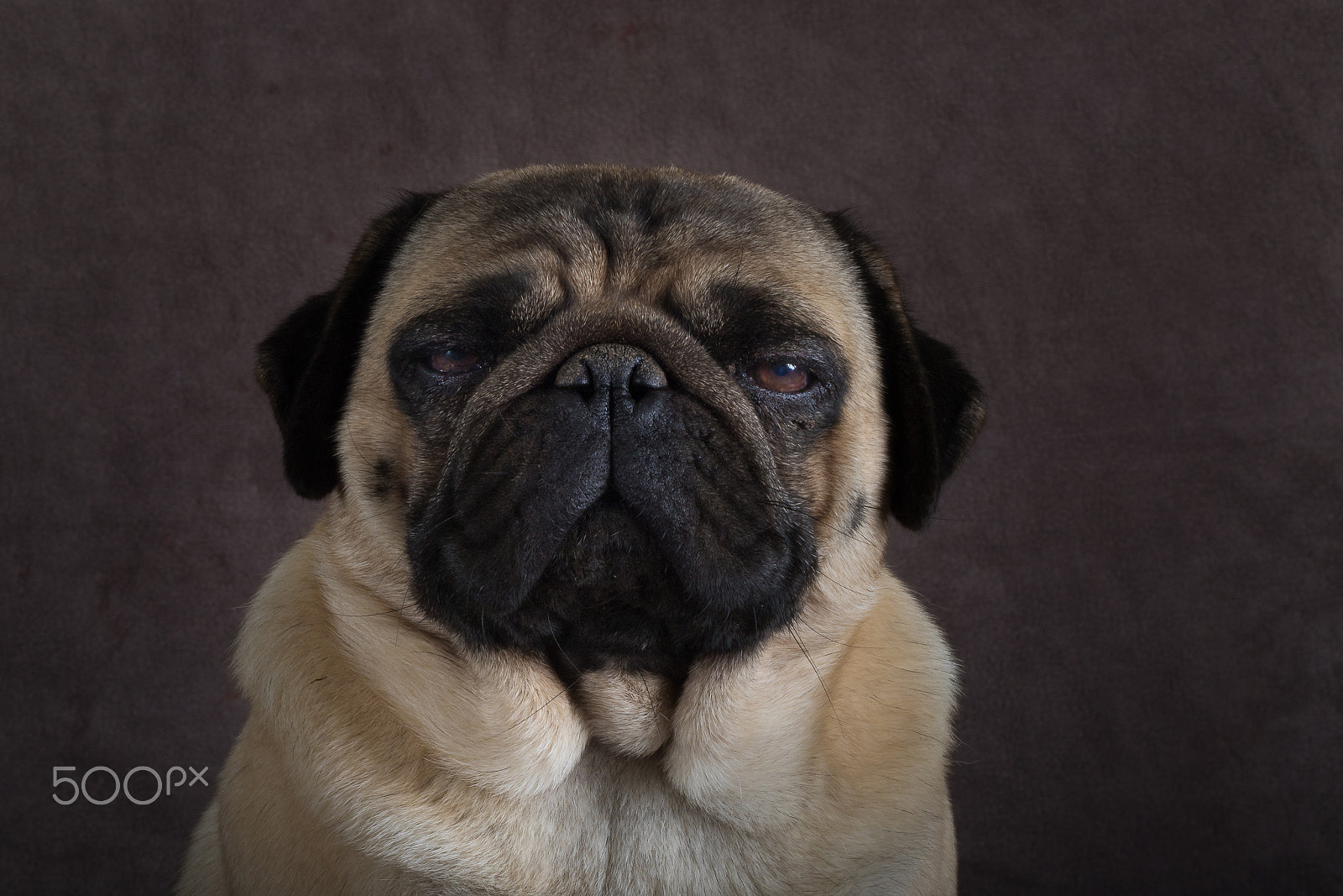 Canon EF 50mm F1.8 II sample photo. What the pug are you looking at? photography