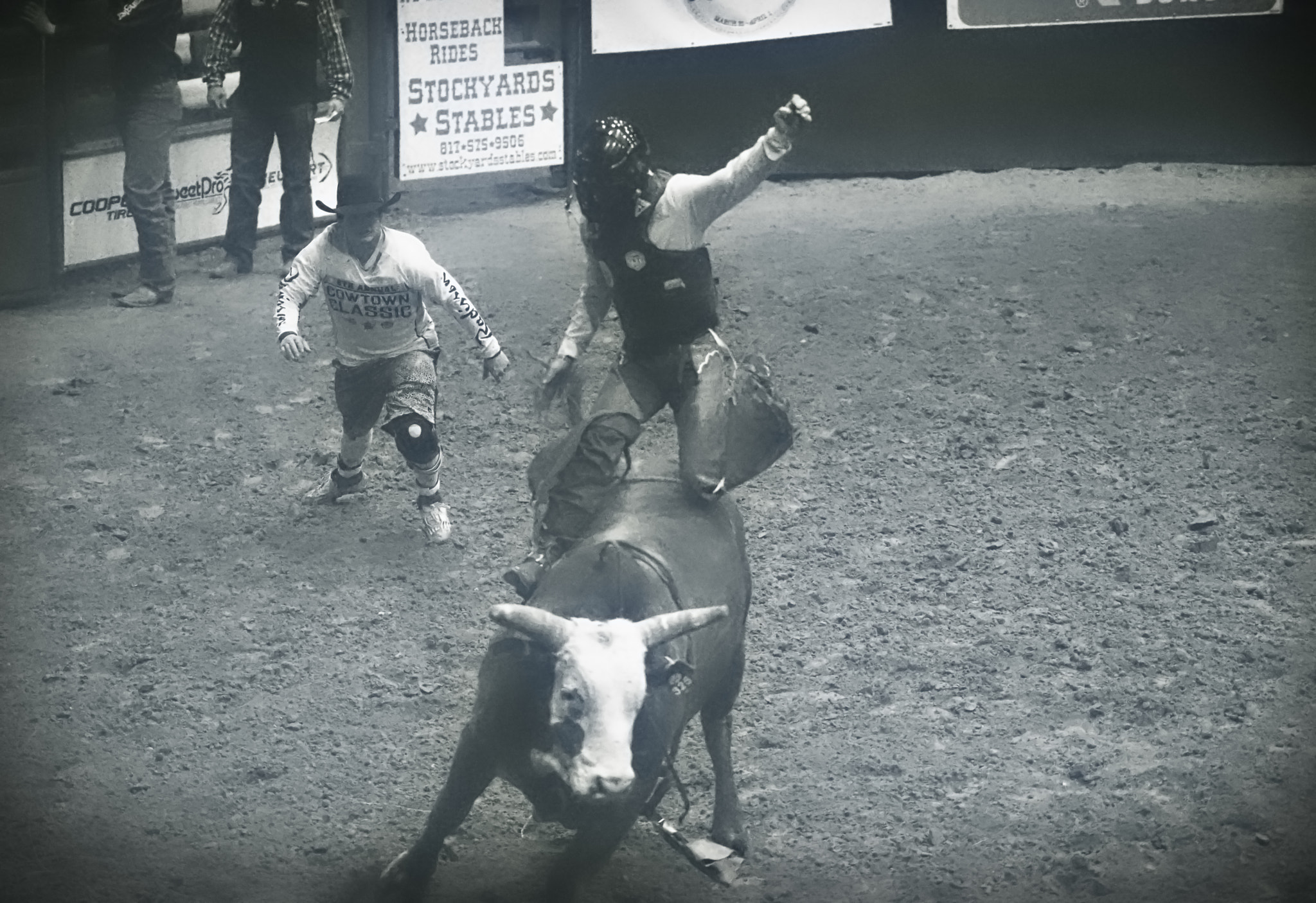 Sony FE 70-200mm F4 G OSS sample photo. Powerful bull stockyard photography