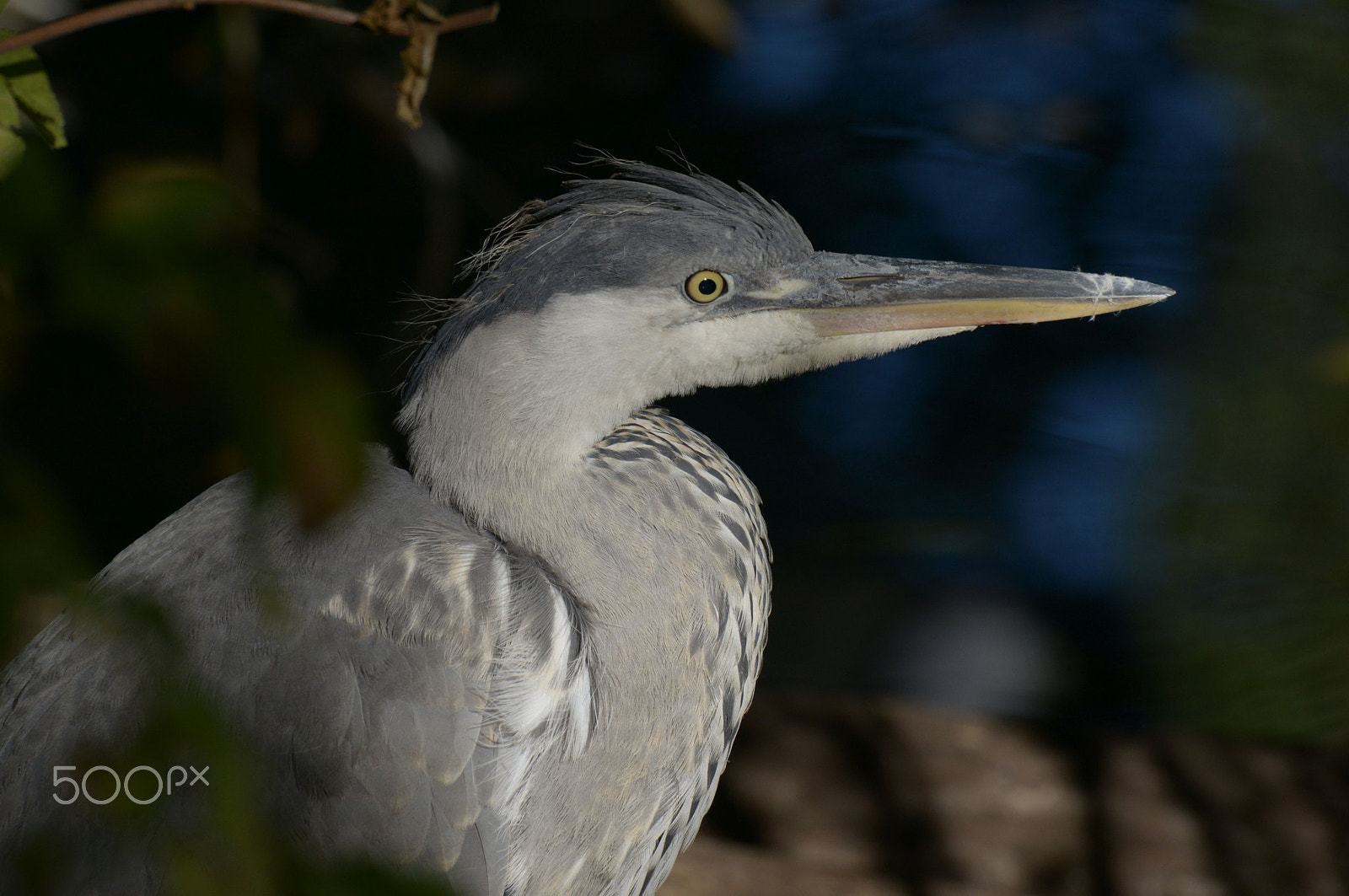 Nikon D800 + Sigma 50-500mm F4.5-6.3 DG OS HSM sample photo. Heron photography