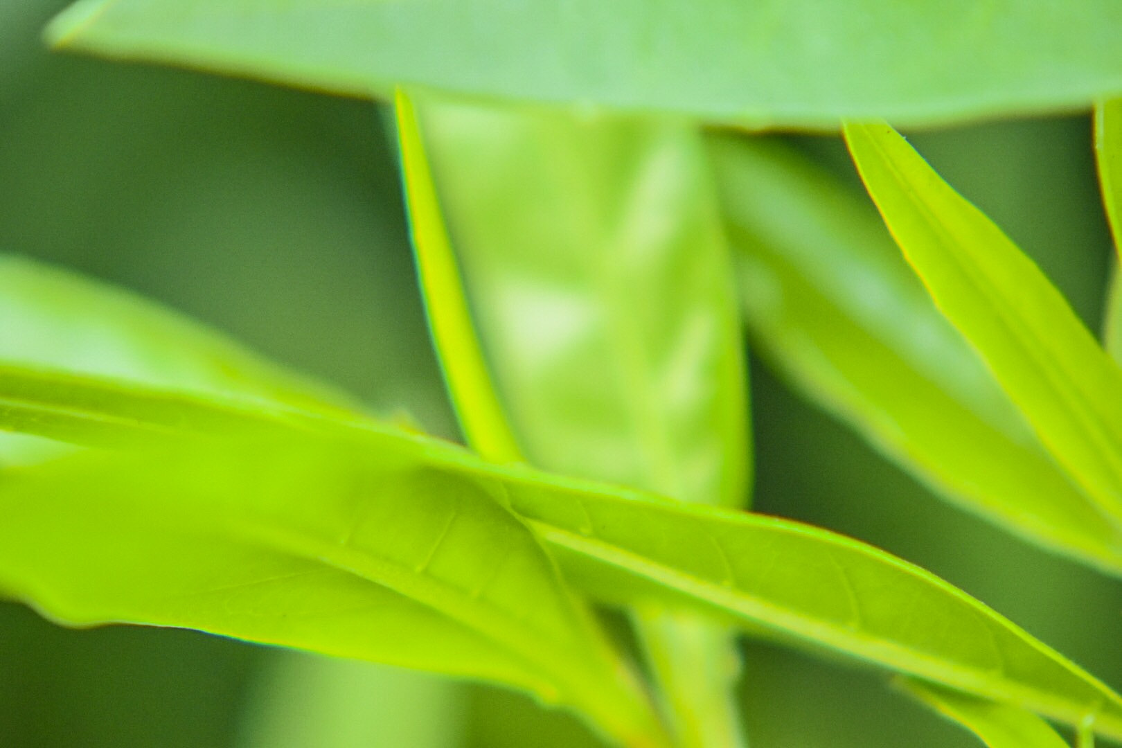 Nikon AF Nikkor 70-300mm F4-5.6G sample photo