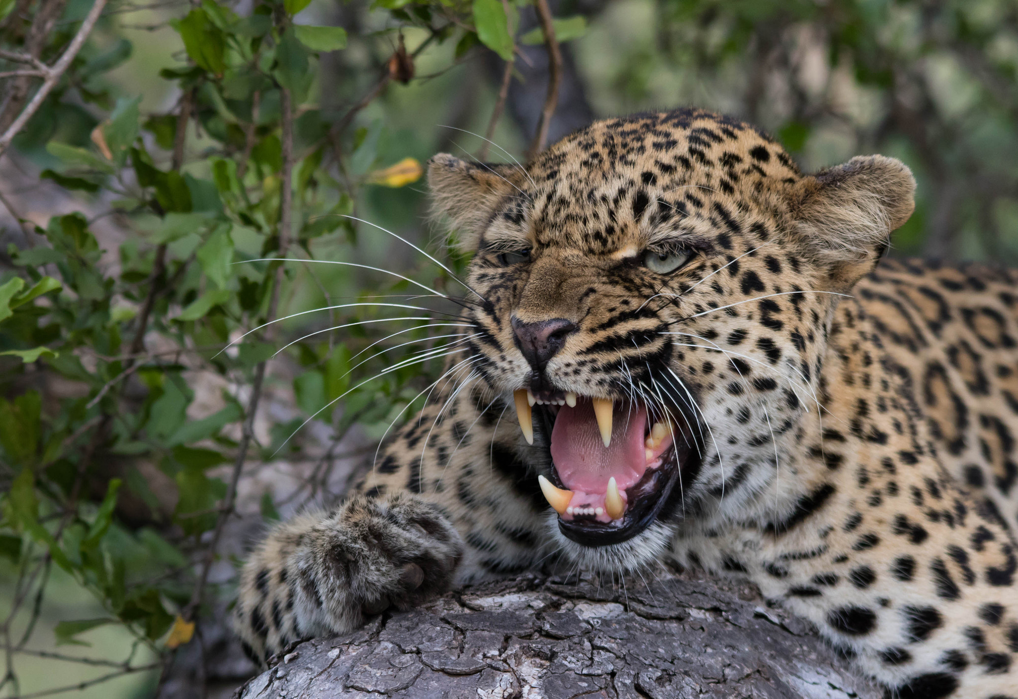 Sigma 150-500mm F5-6.3 DG OS HSM sample photo. Leopard photography