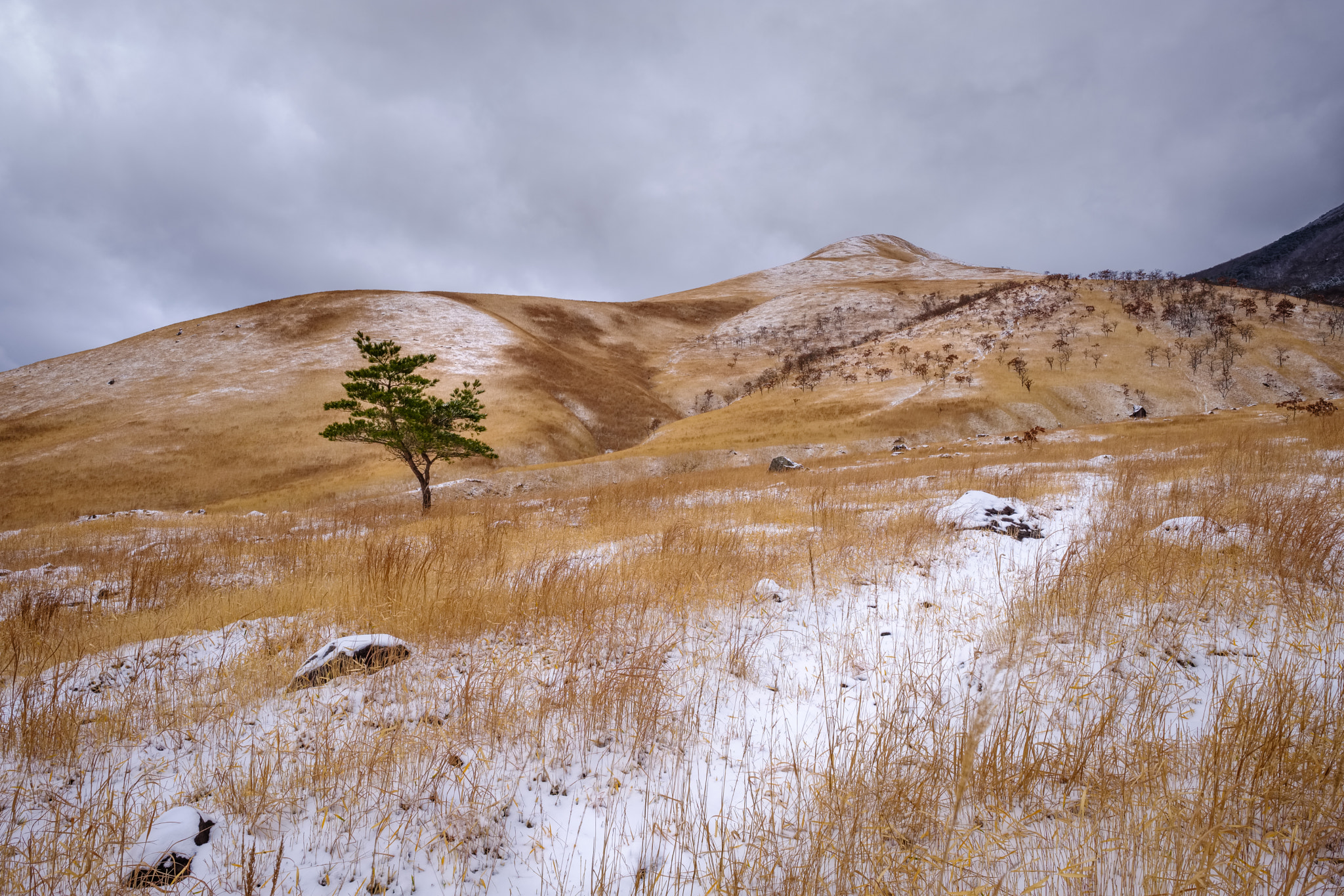 Fujifilm X-T2 + Fujifilm XF 14mm F2.8 R sample photo. I am a poor lonesome tree photography