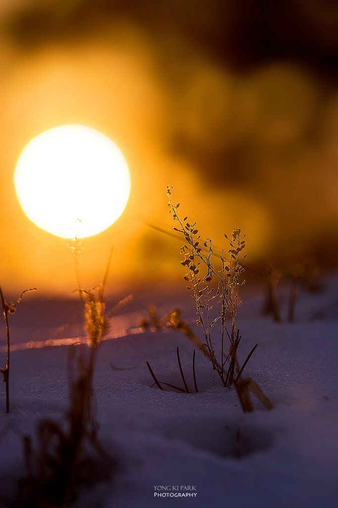 Pentax K-1 sample photo. The winter story of the wild flowers photography