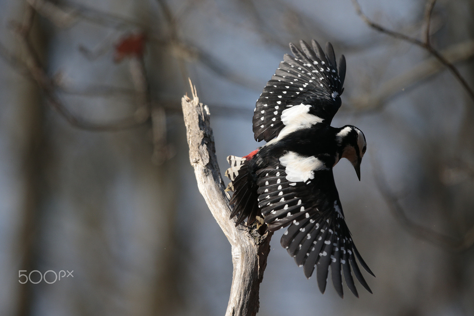 Canon EF 300mm F2.8L IS USM sample photo. Wings photography