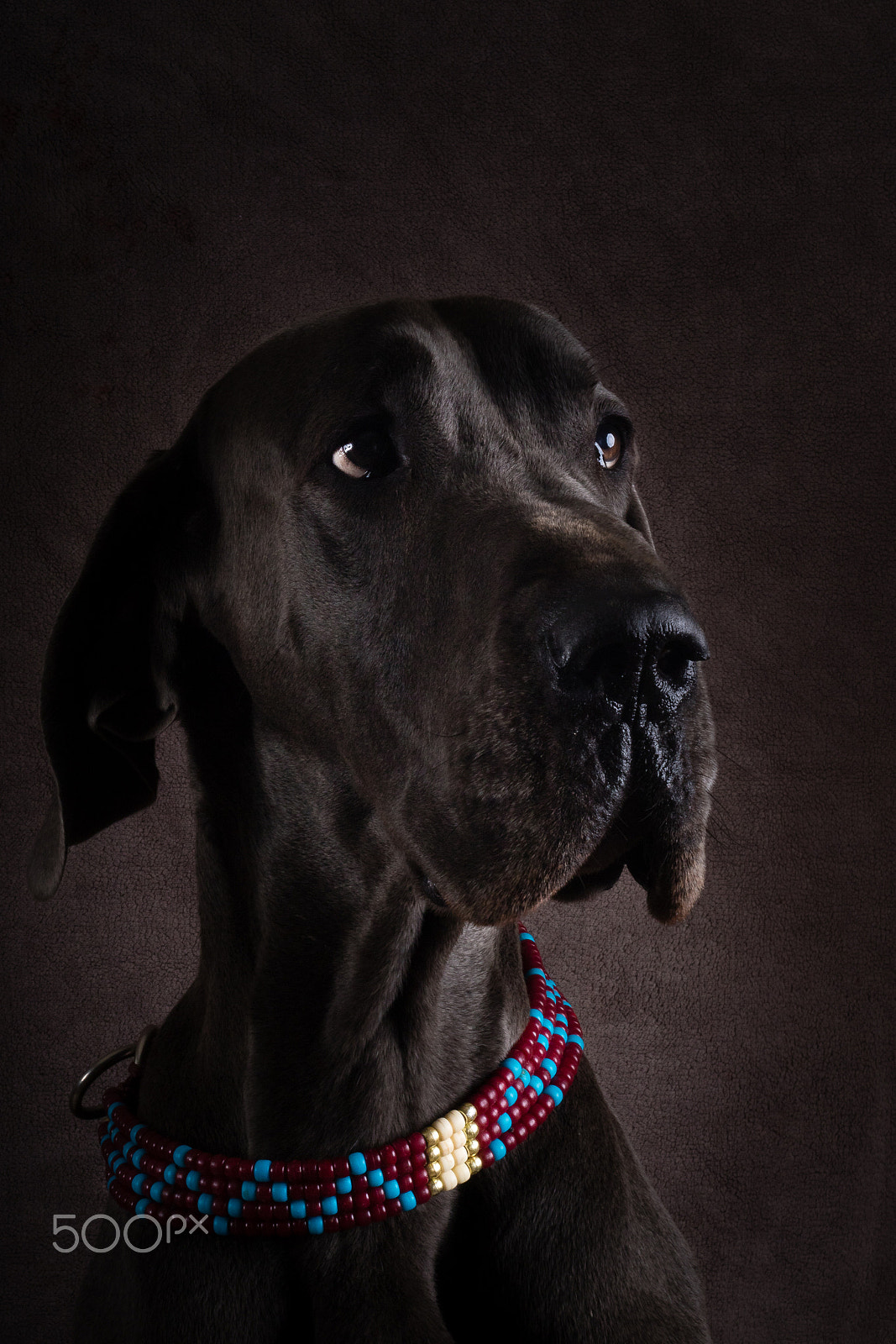Canon EF 50mm F1.8 II sample photo. Sharman photography