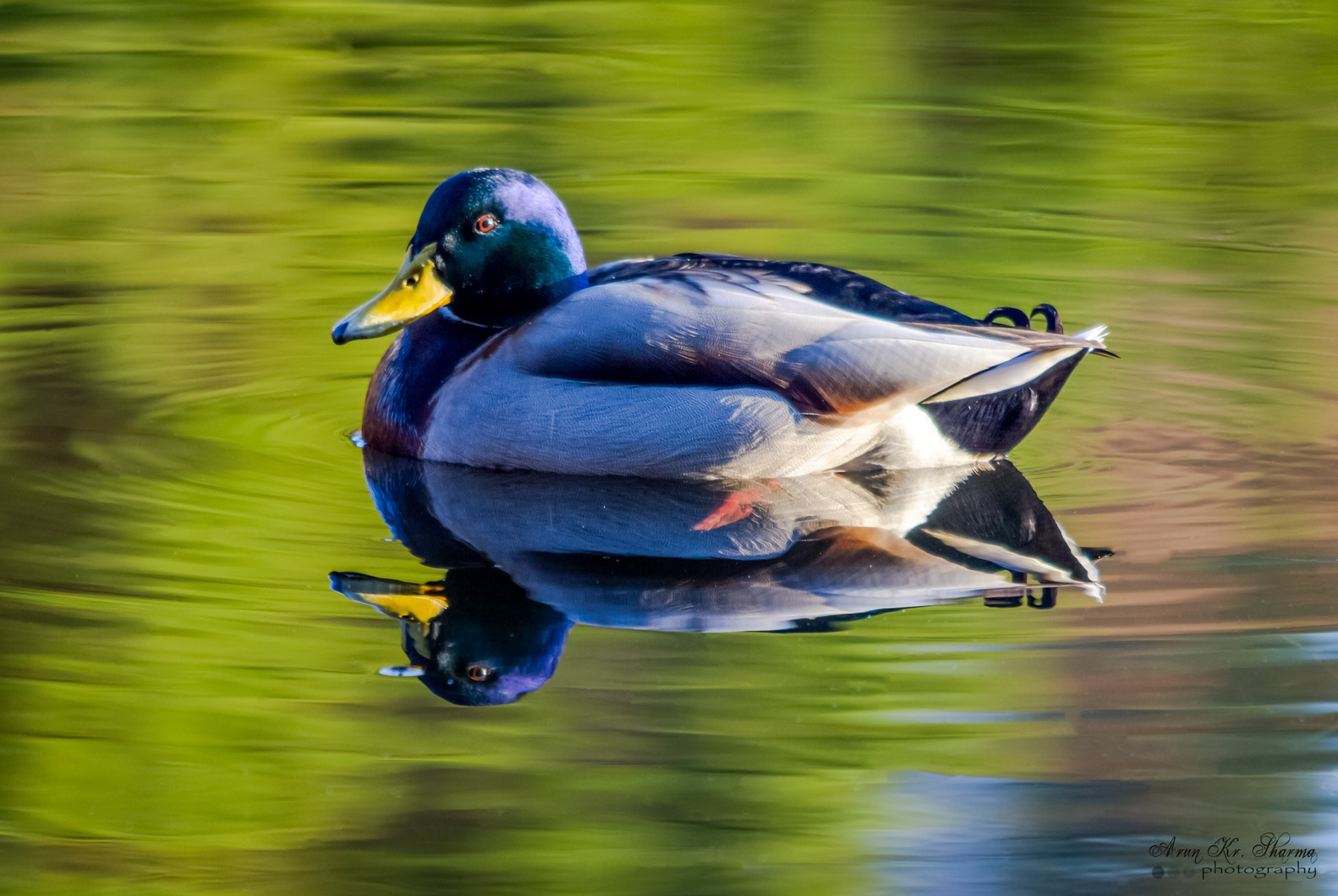Canon EOS 60D + Sigma 150-500mm F5-6.3 DG OS HSM sample photo. Beautiful duck photography