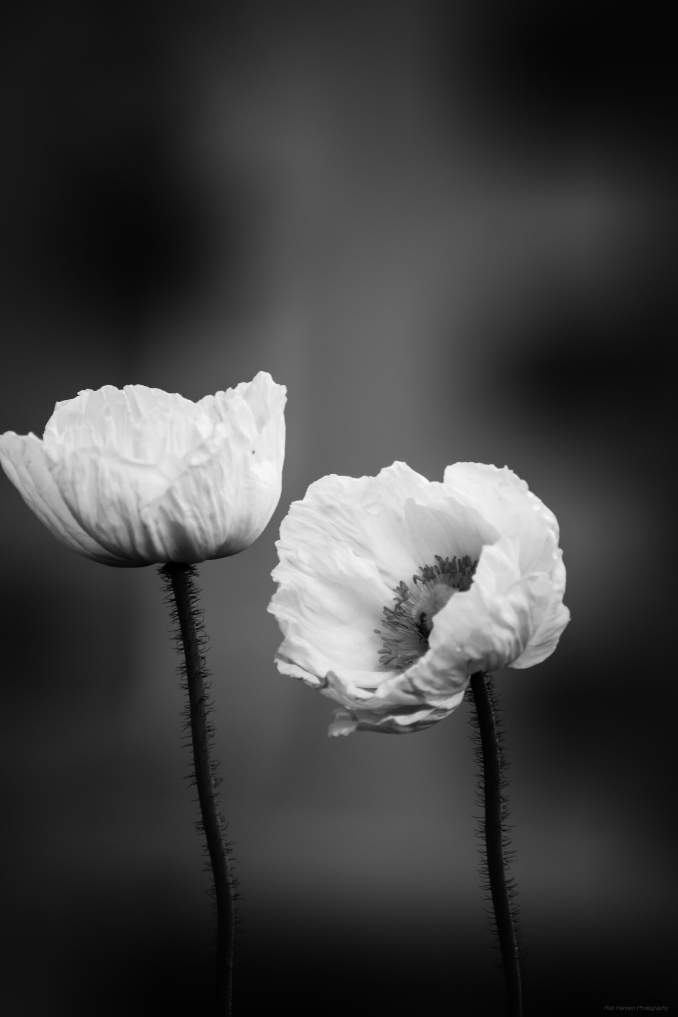 Sony SLT-A77 sample photo. White poppy photography