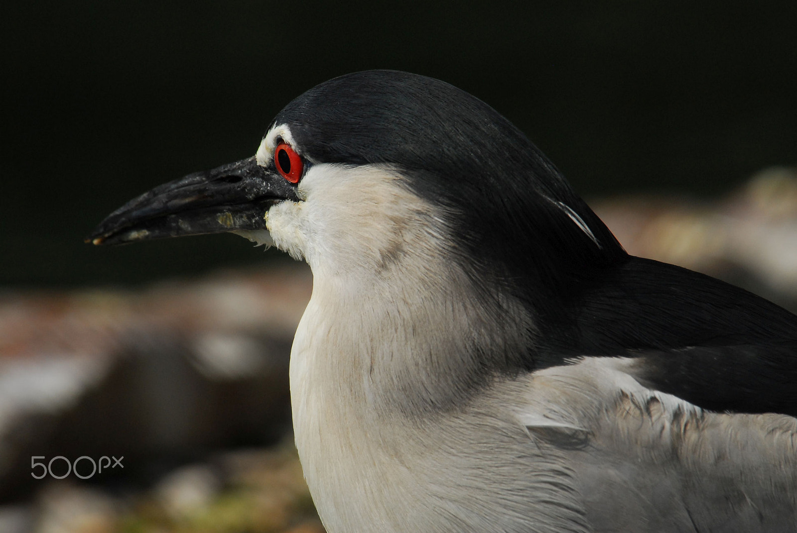 Nikon D200 sample photo. Close up photography