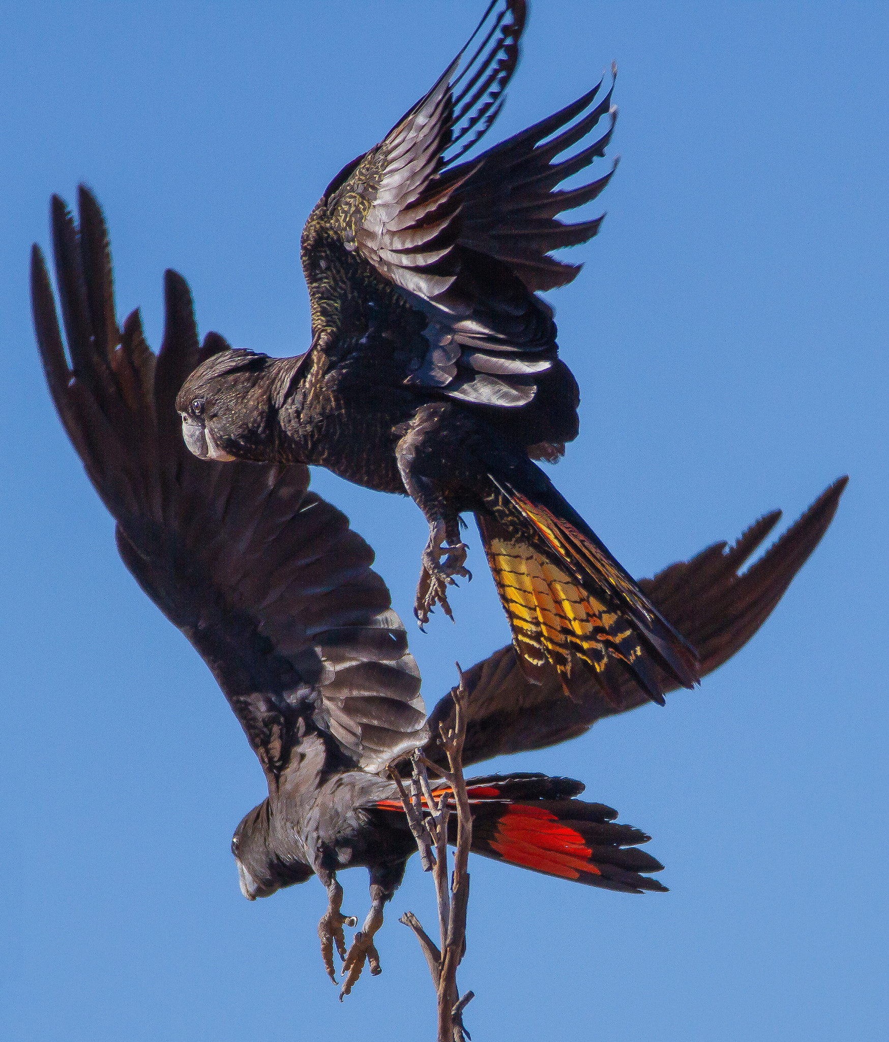 150-600mm F5-6.3 DG OS HSM | Contemporary 015 sample photo. Australia - red tailed black cockatoo photography