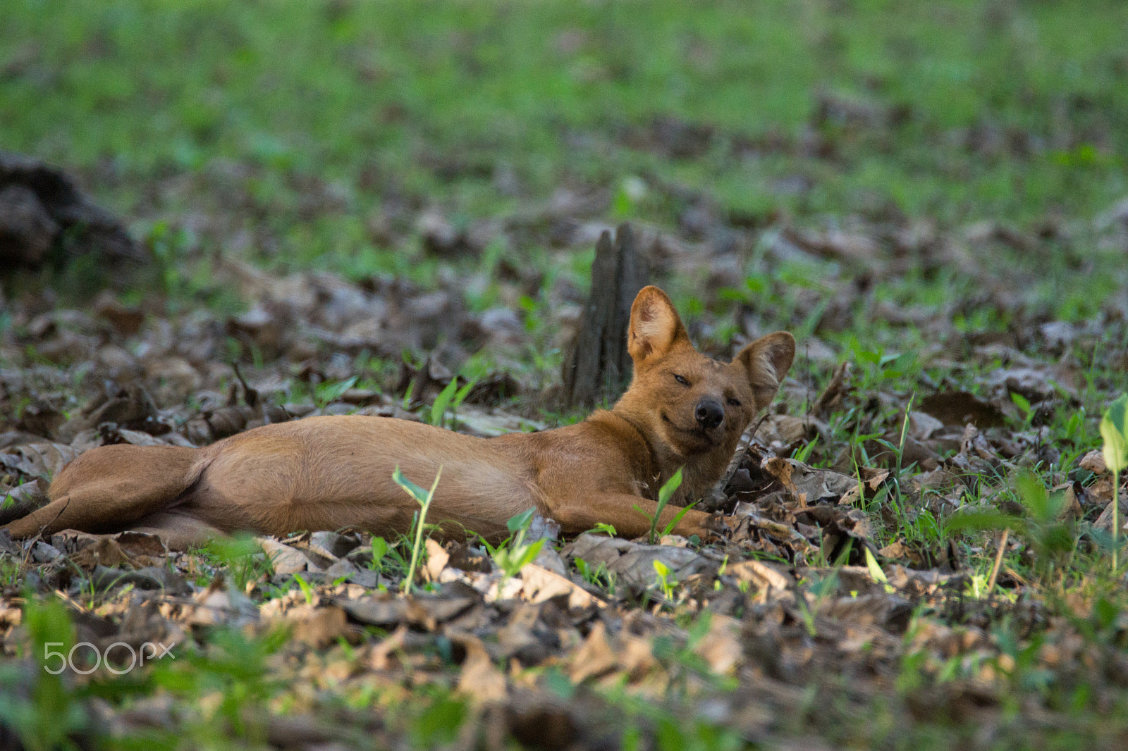 Sony SLT-A65 (SLT-A65V) + Tamron SP 150-600mm F5-6.3 Di VC USD sample photo. Drowsy dhole photography