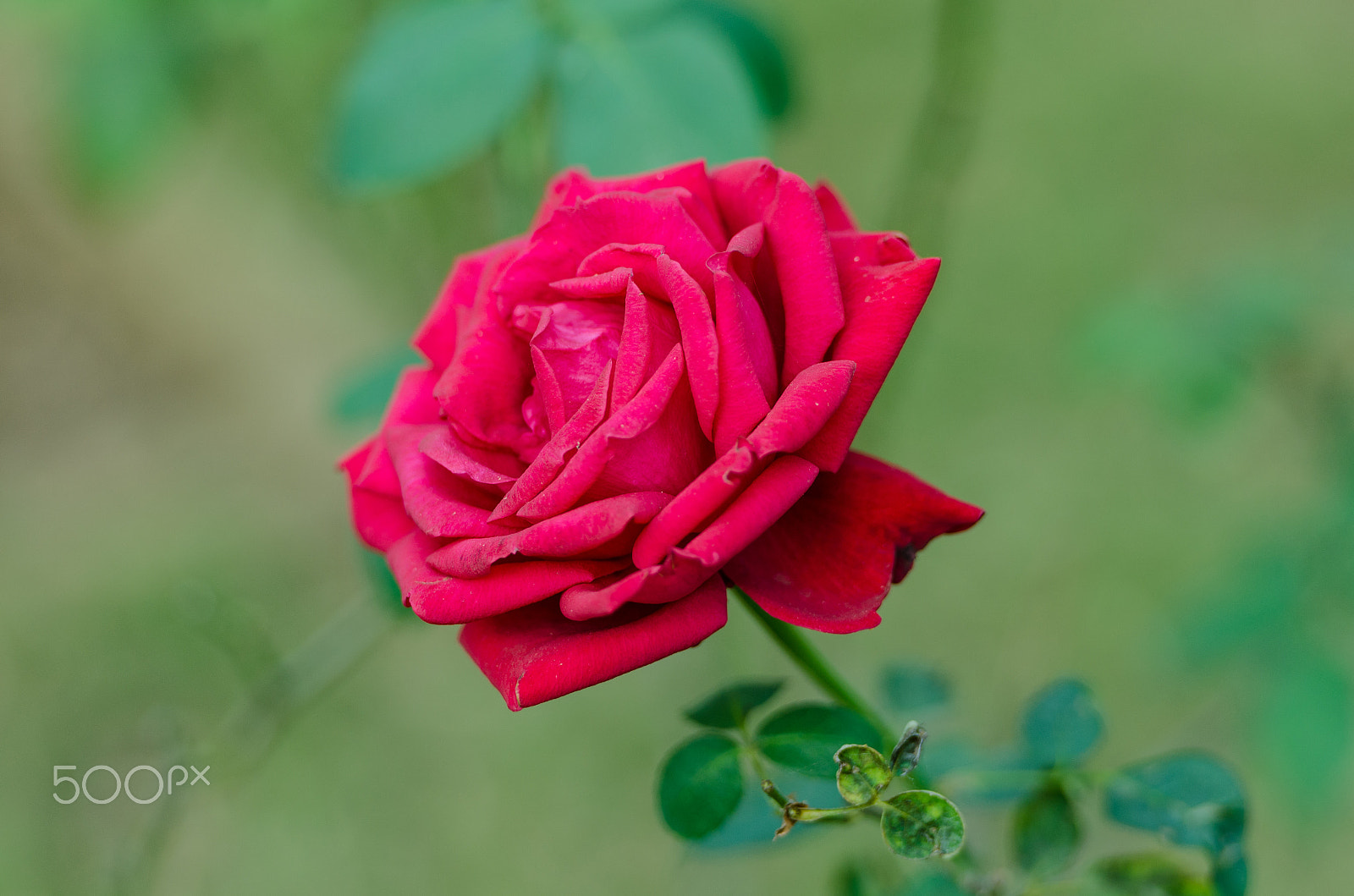 Nikon AF-S Nikkor 70-200mm F2.8G ED VR II sample photo. Rosy rose :) photography