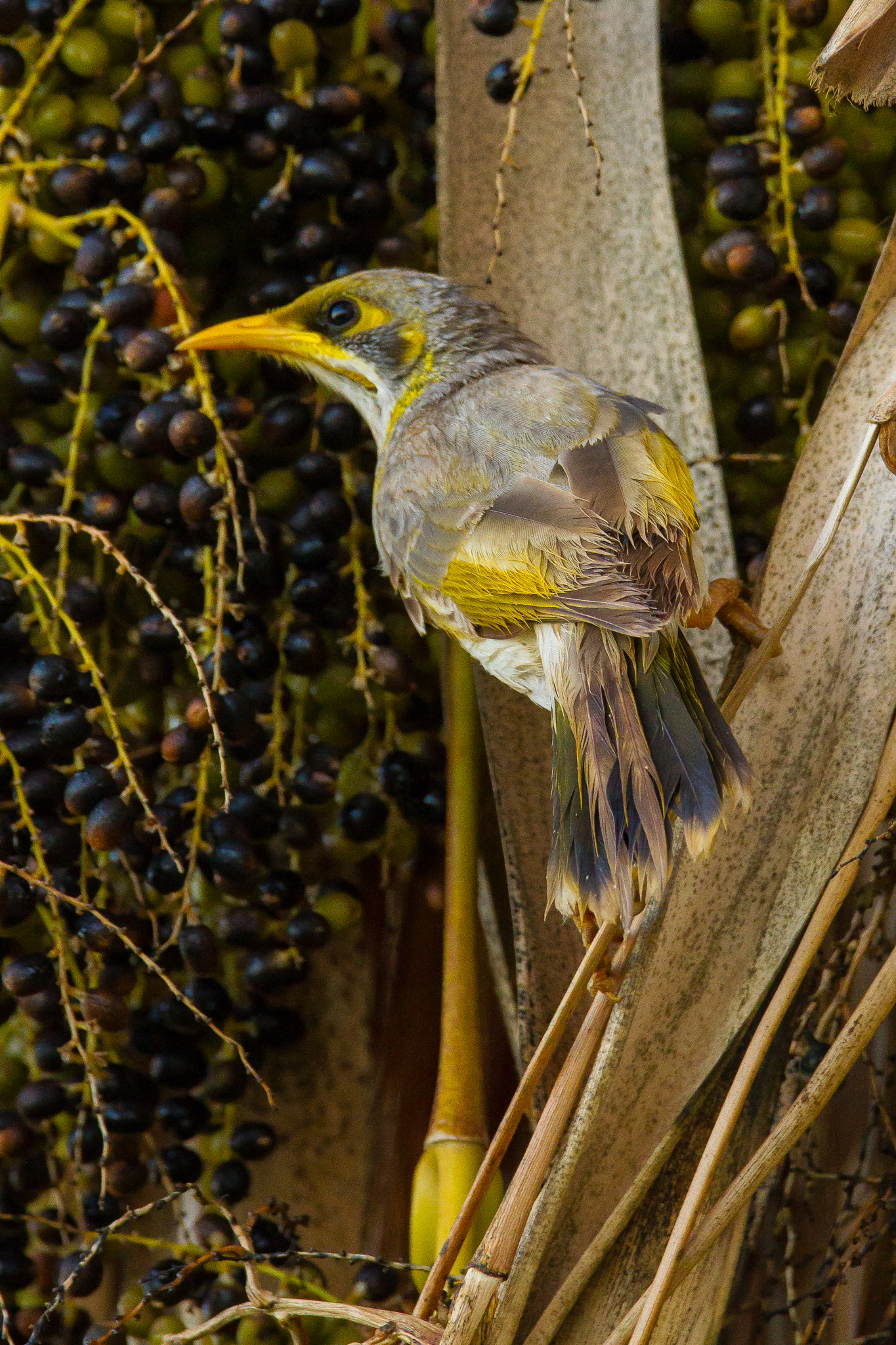 150-600mm F5-6.3 DG OS HSM | Contemporary 015 sample photo. Australia -coral bay - yellow throated miner photography