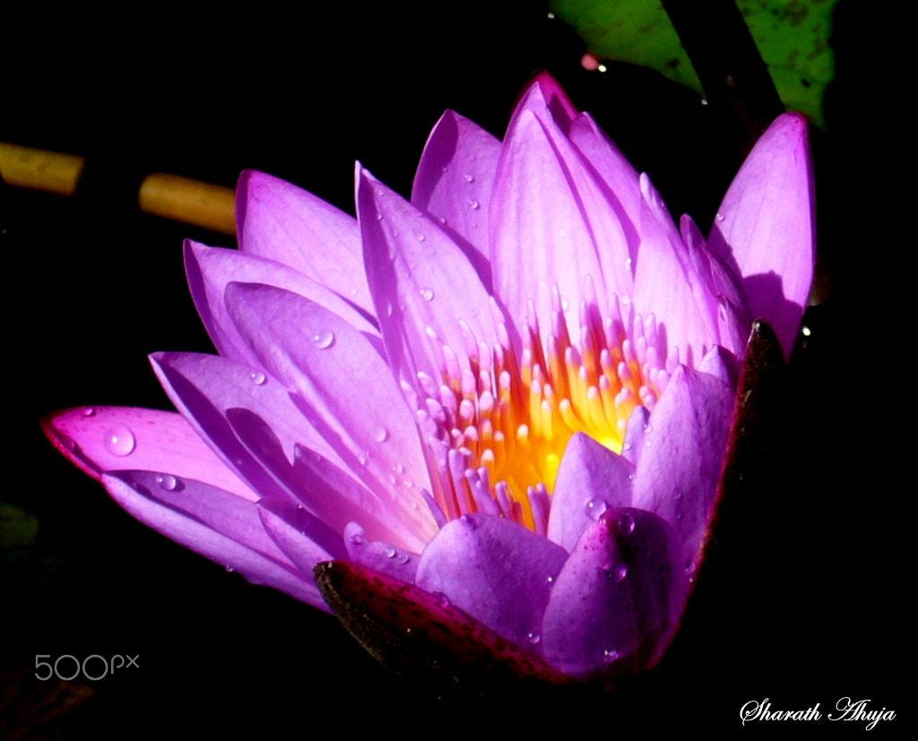 Panasonic DMC-FX01 sample photo. A beautiful lotus is a joy forever photography