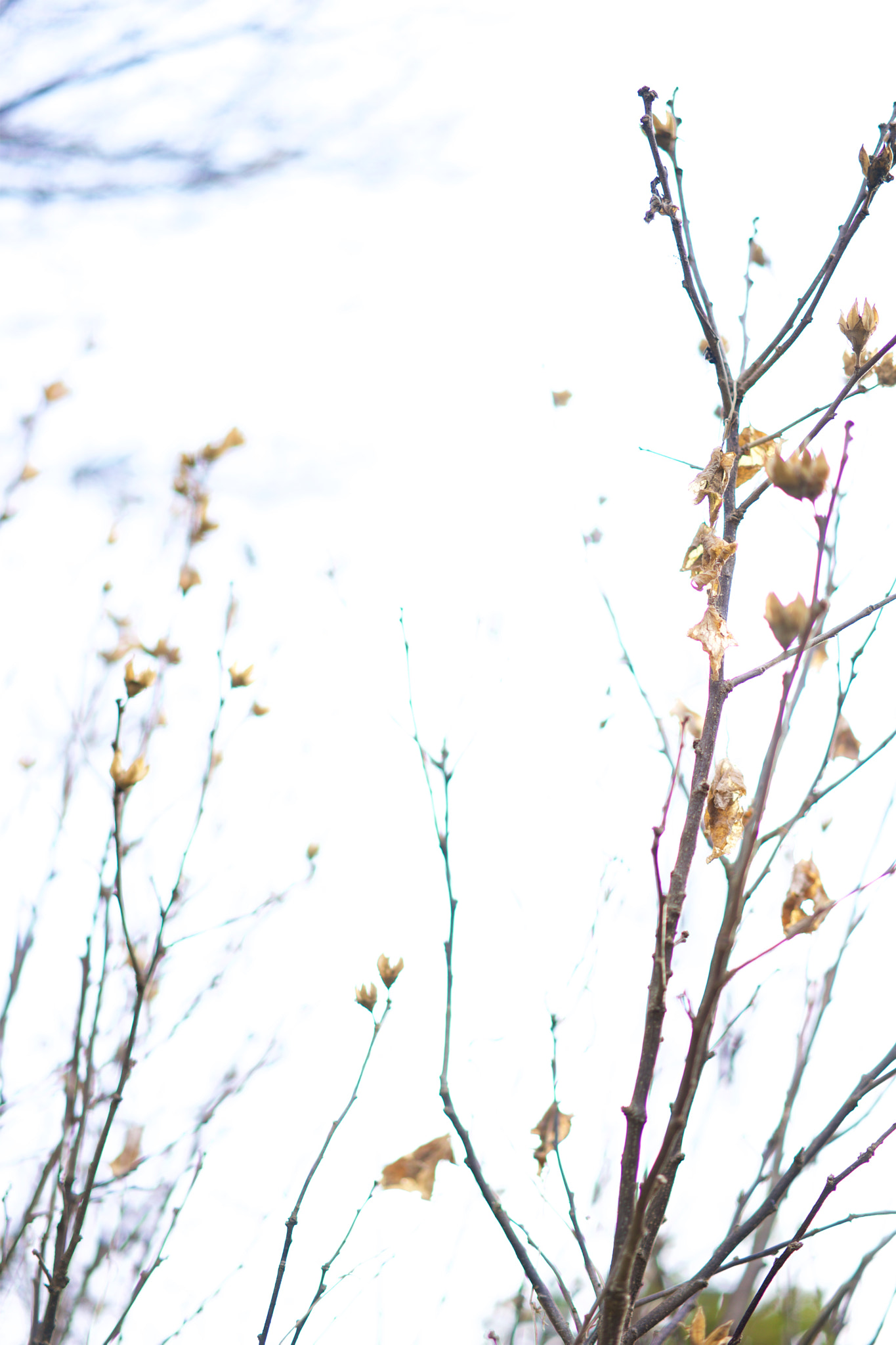 Sony a7 + Sony Sonnar T* FE 55mm F1.8 ZA sample photo. Trees 55 photography