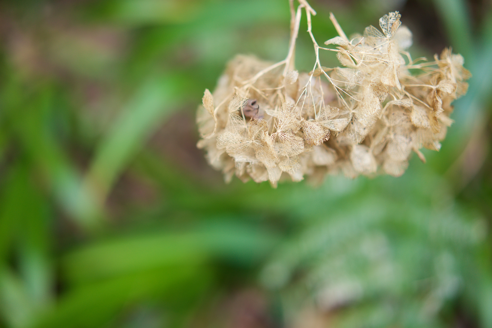 Sony a7 sample photo. Flowers 4354 photography