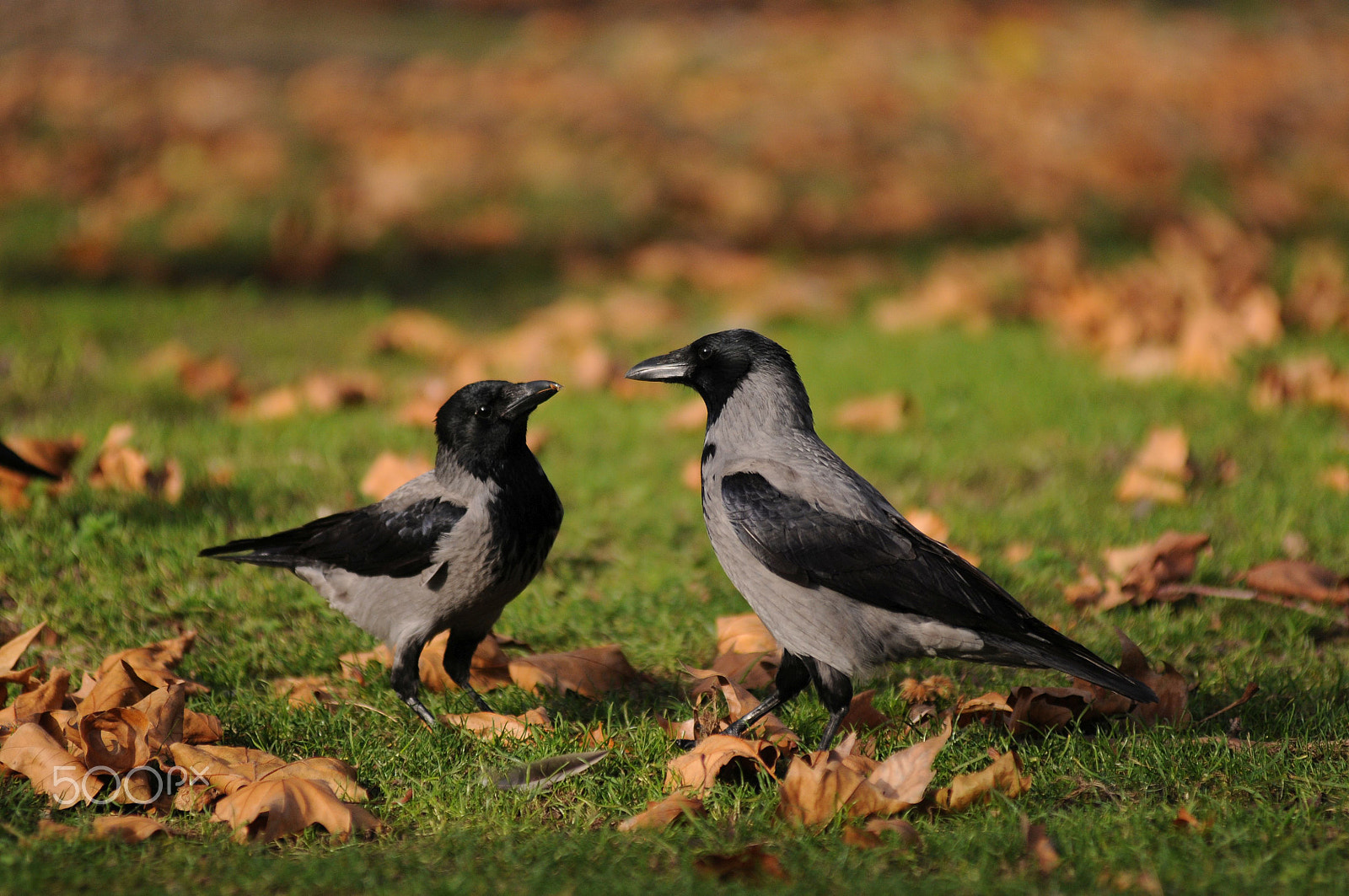 Nikon AF-Nikkor 80-200mm F2.8D ED sample photo. Crows playing photography