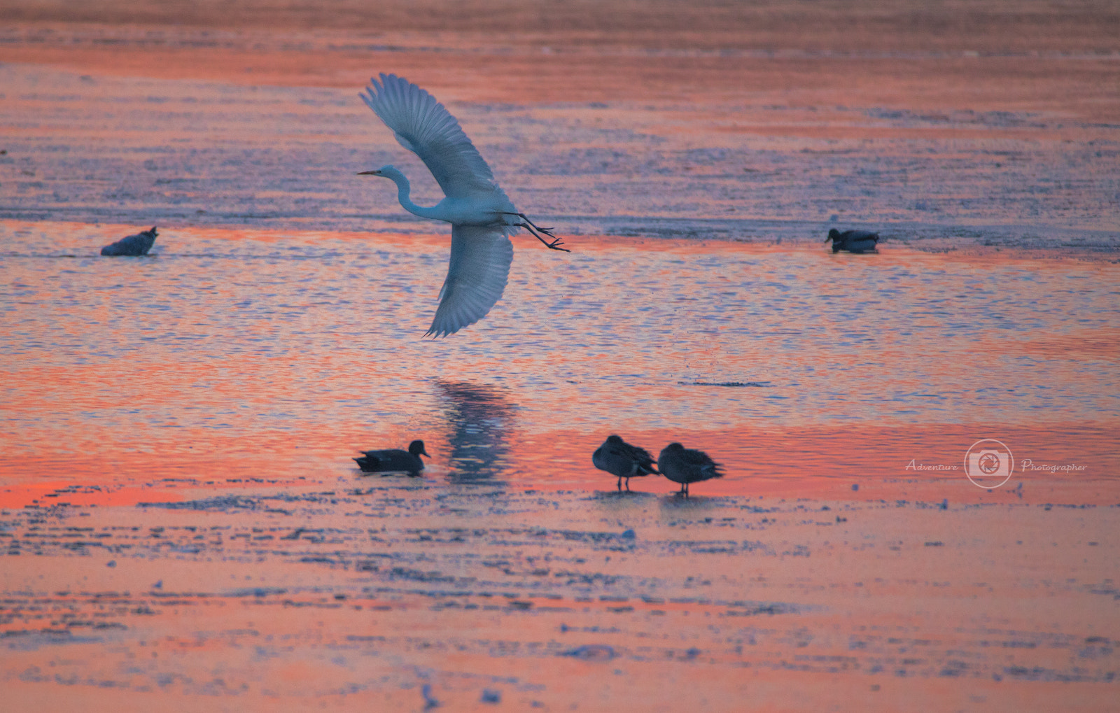 150-600mm F5-6.3 DG OS HSM | Contemporary 015 sample photo. Flight of the beauty photography