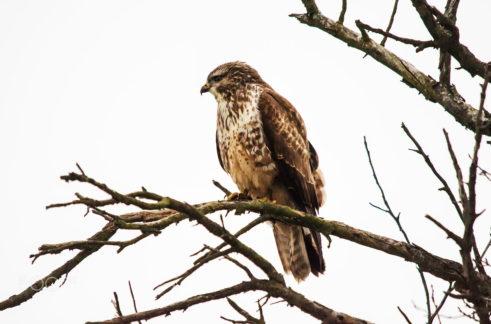 Sigma 150-500mm F5-6.3 DG OS HSM sample photo. Buteo buteo photography