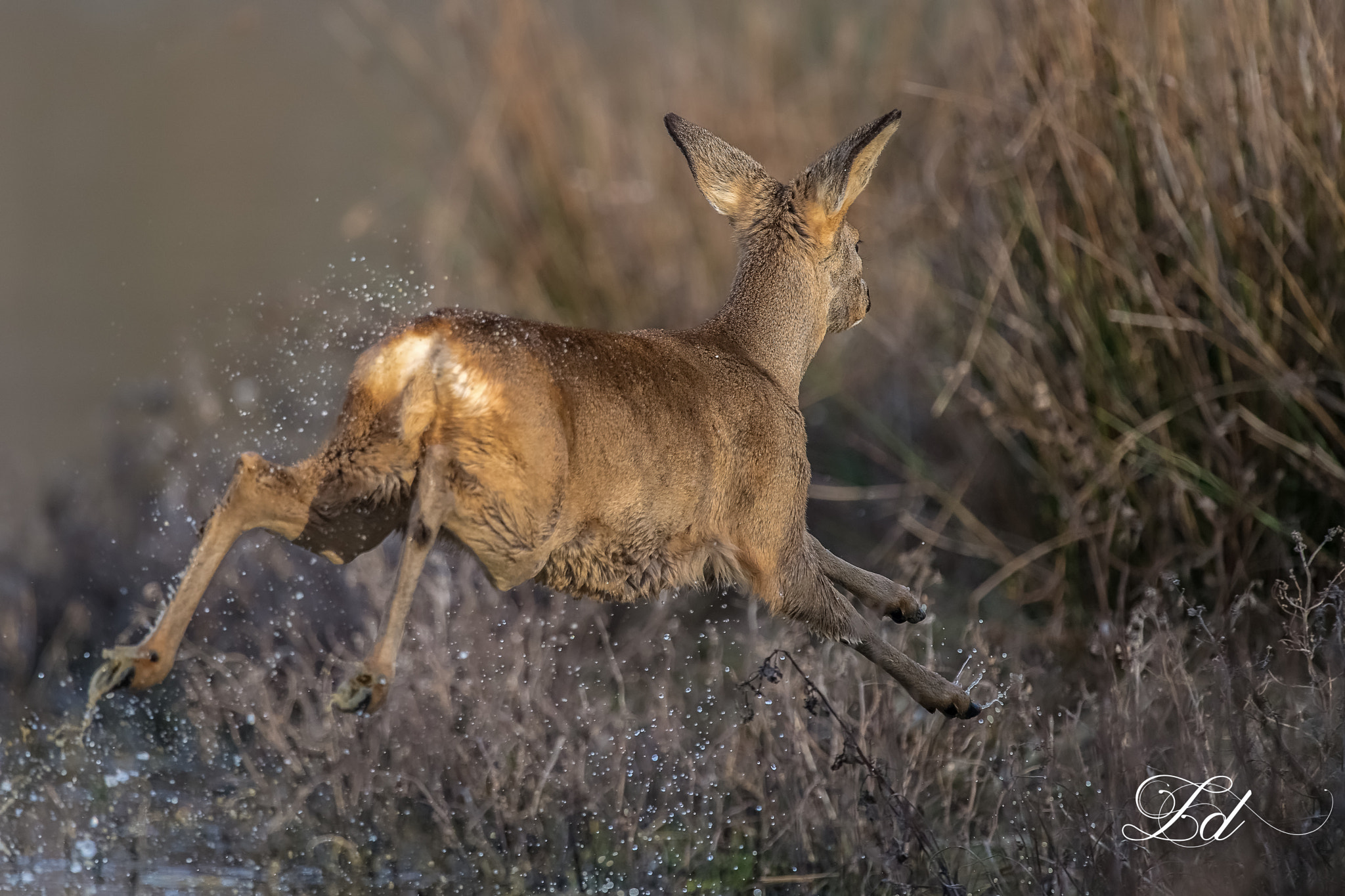 Nikon D5 + Nikon AF-S Nikkor 600mm F4G ED VR sample photo. Long jump..! photography