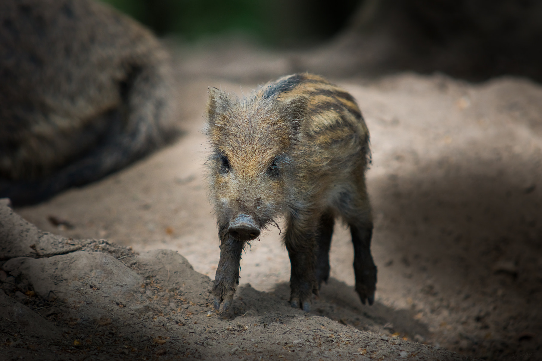 Sony SLT-A77 + Sigma 70-200mm F2.8 EX DG Macro HSM II sample photo. Little boar photography