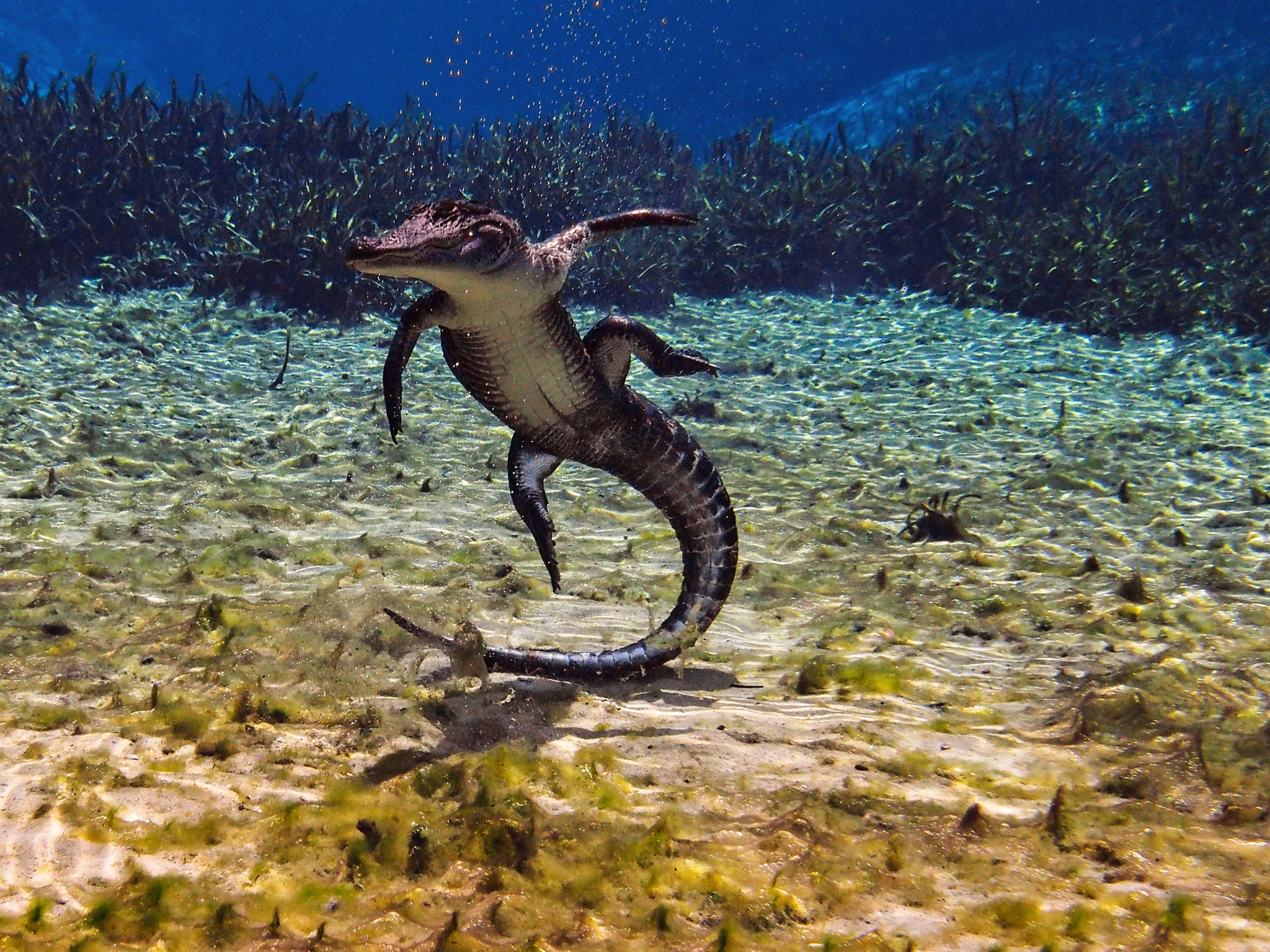 Olympus OM-D E-M5 sample photo. Alligator acrobat in action photography