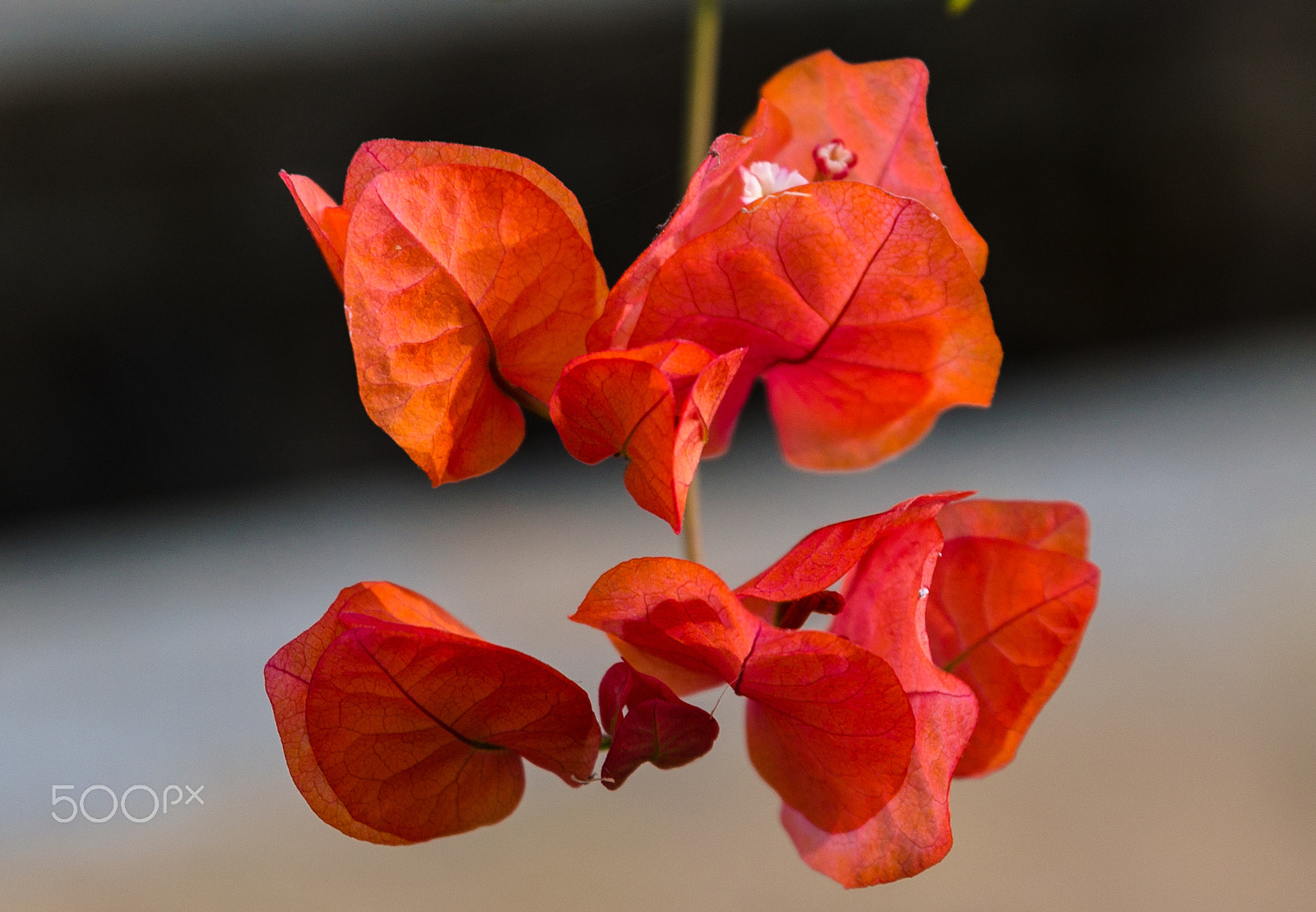 Tamron SP 24-70mm F2.8 Di VC USD sample photo. Leaves !! photography