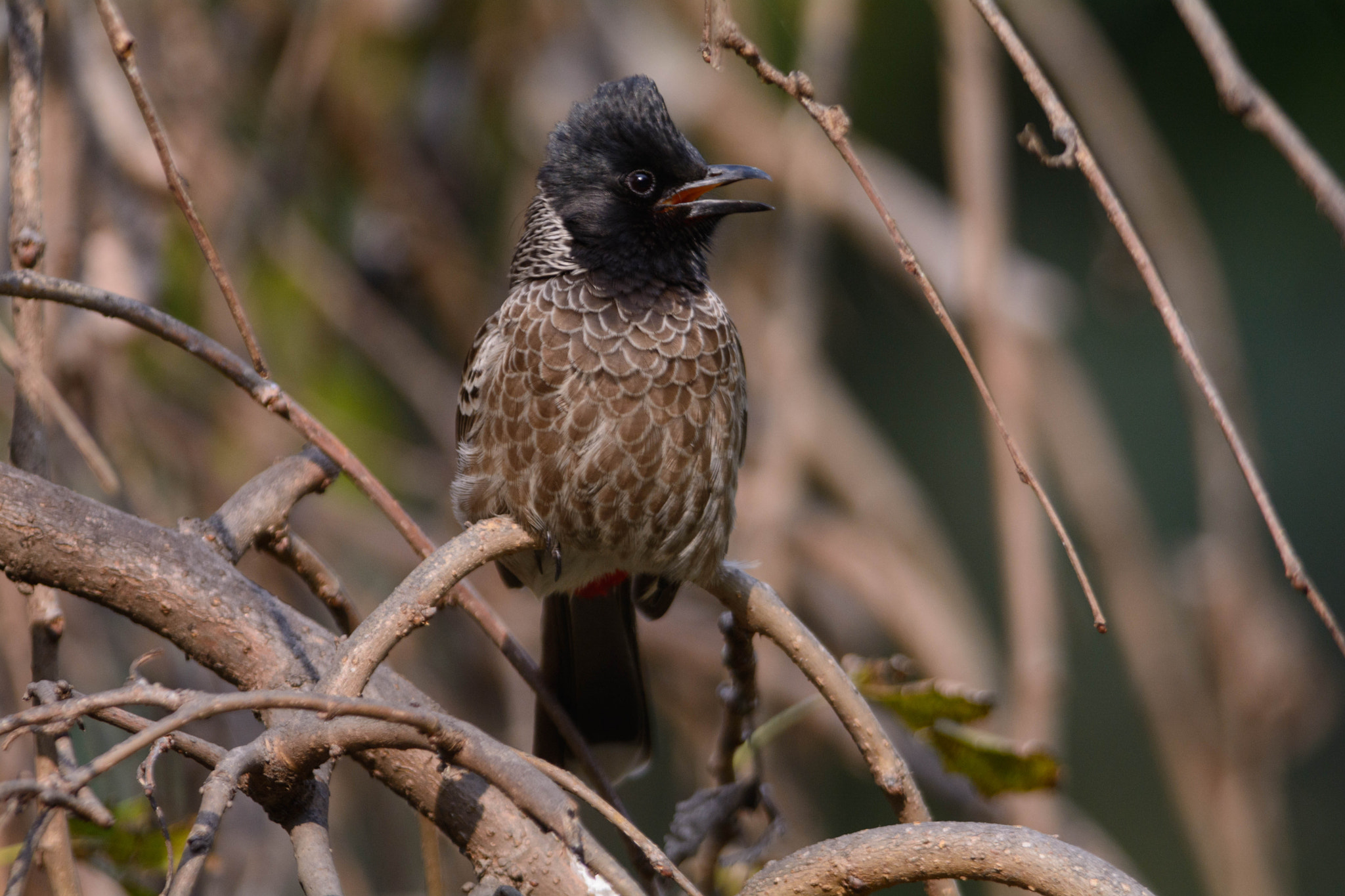Nikon D7100 + Nikon AF-S Nikkor 300mm F4D ED-IF sample photo. Bulbul photography