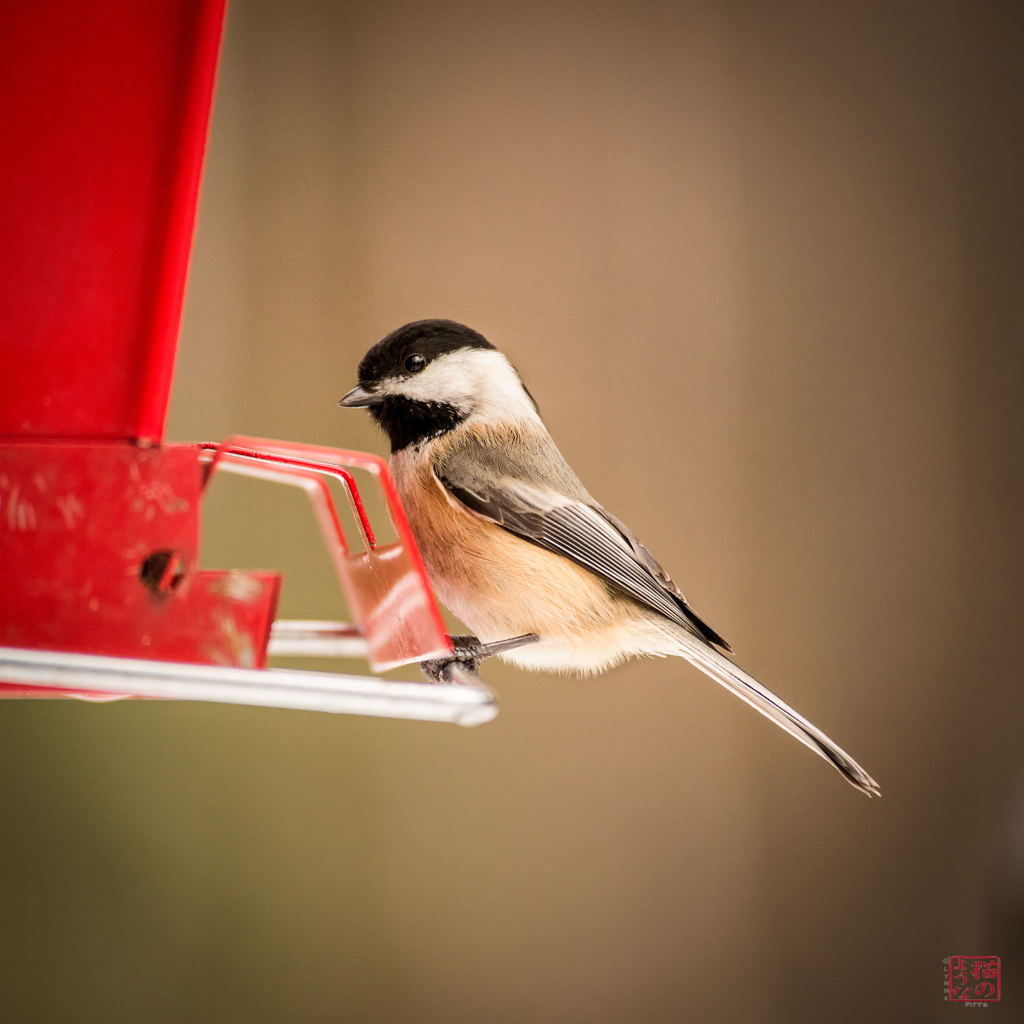 Nikon D800 sample photo. Chickadee dinner photography