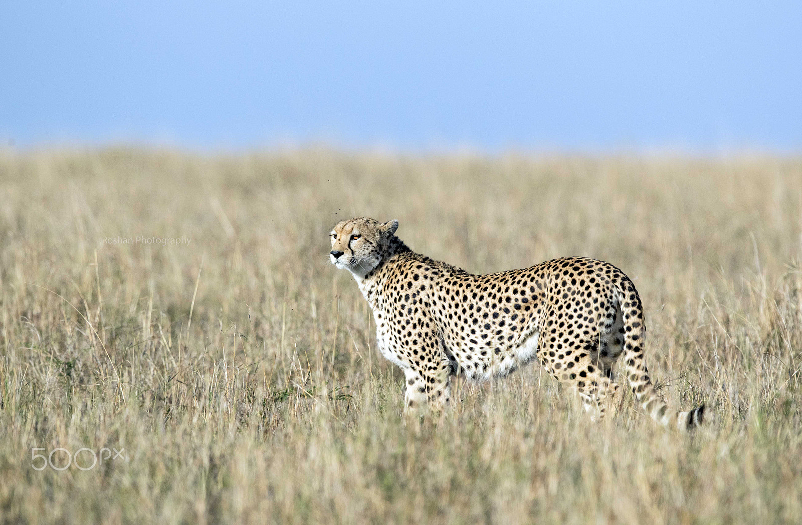 Canon EOS-1D X Mark II sample photo. Cheetah watching .. photography